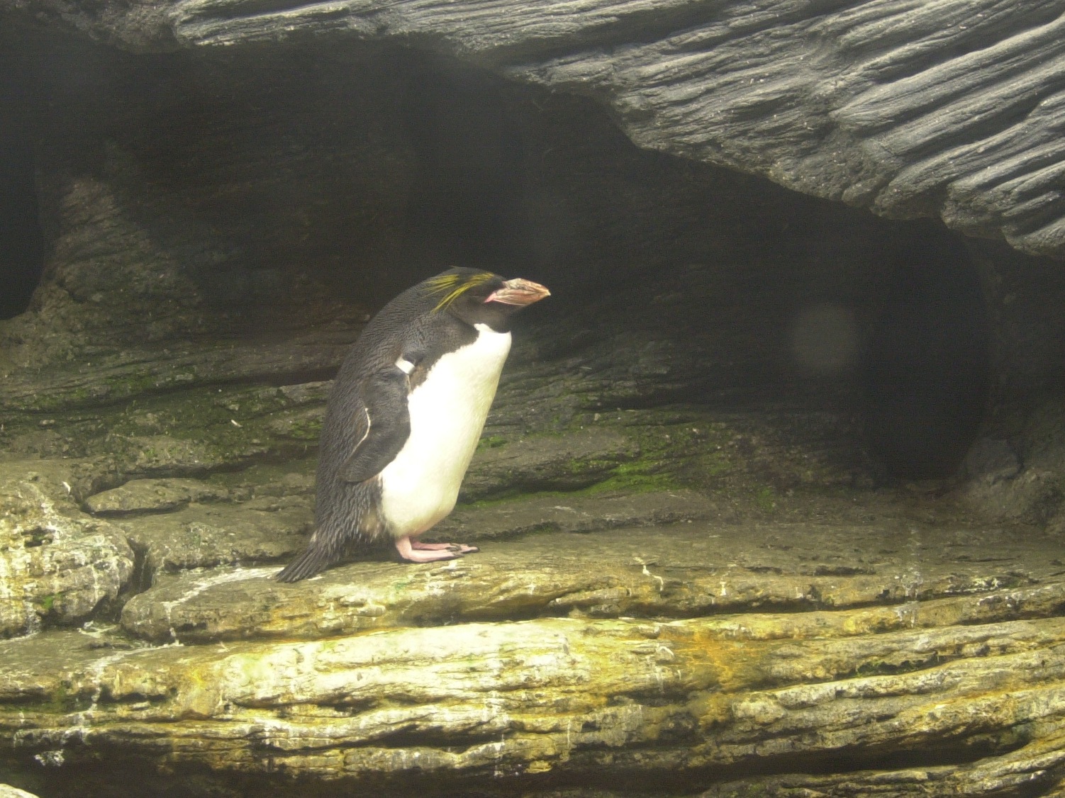 gorfou_dore_-_eudyptes_chrysolophus2md