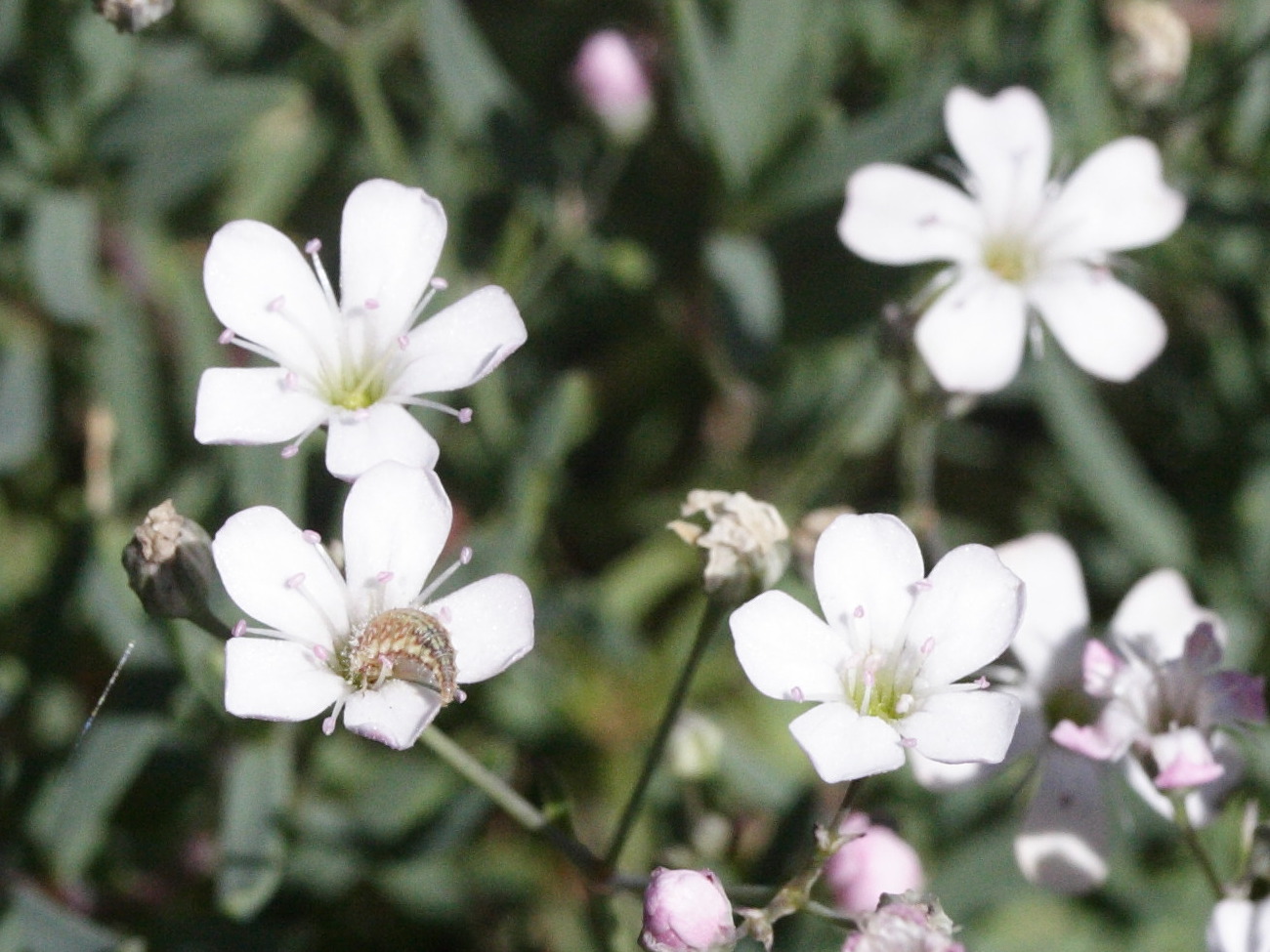 gypsophila_repens2md