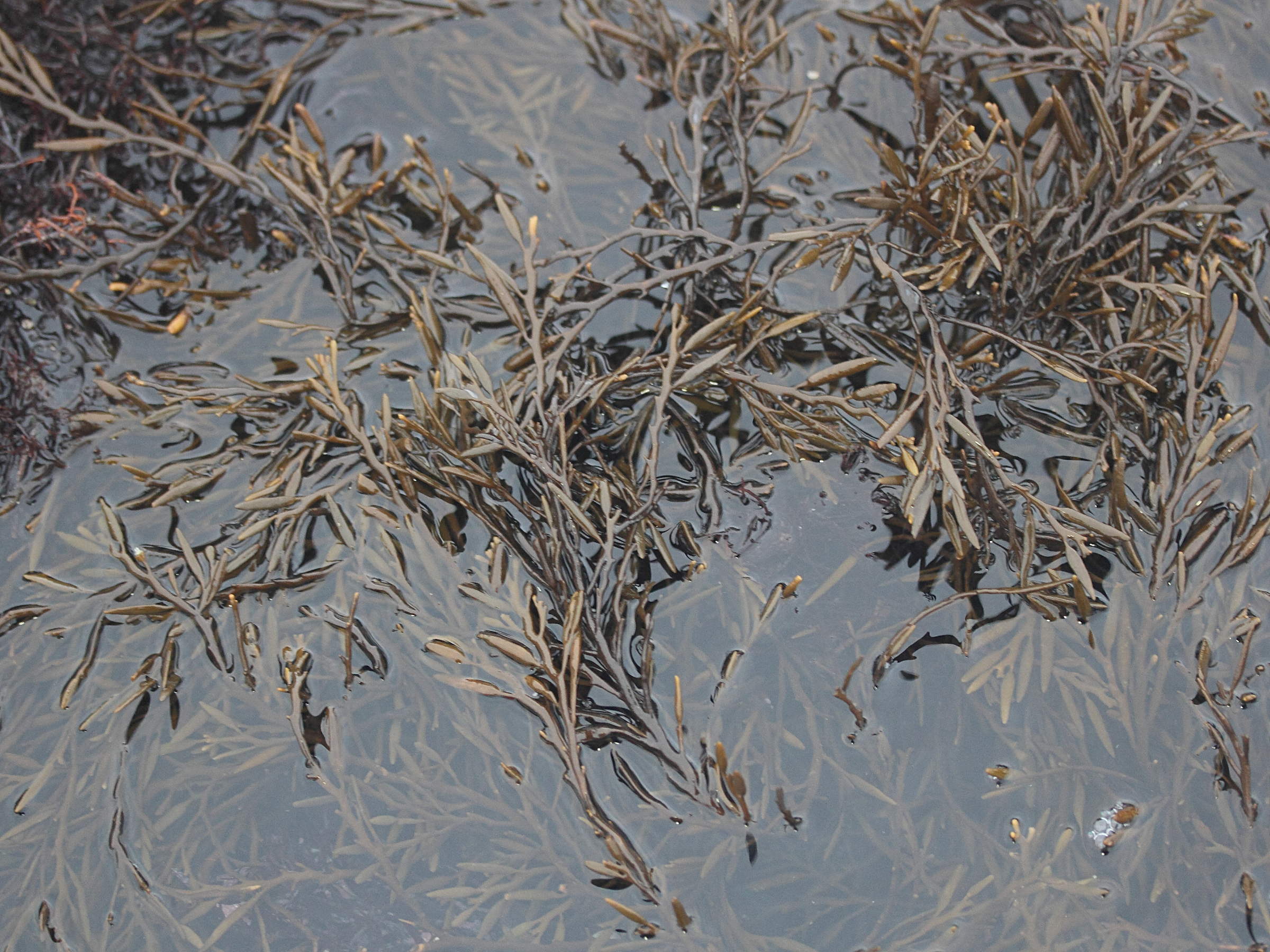 Afficher le média halidrys_siliquosa1md halidrys_siliquosa1md