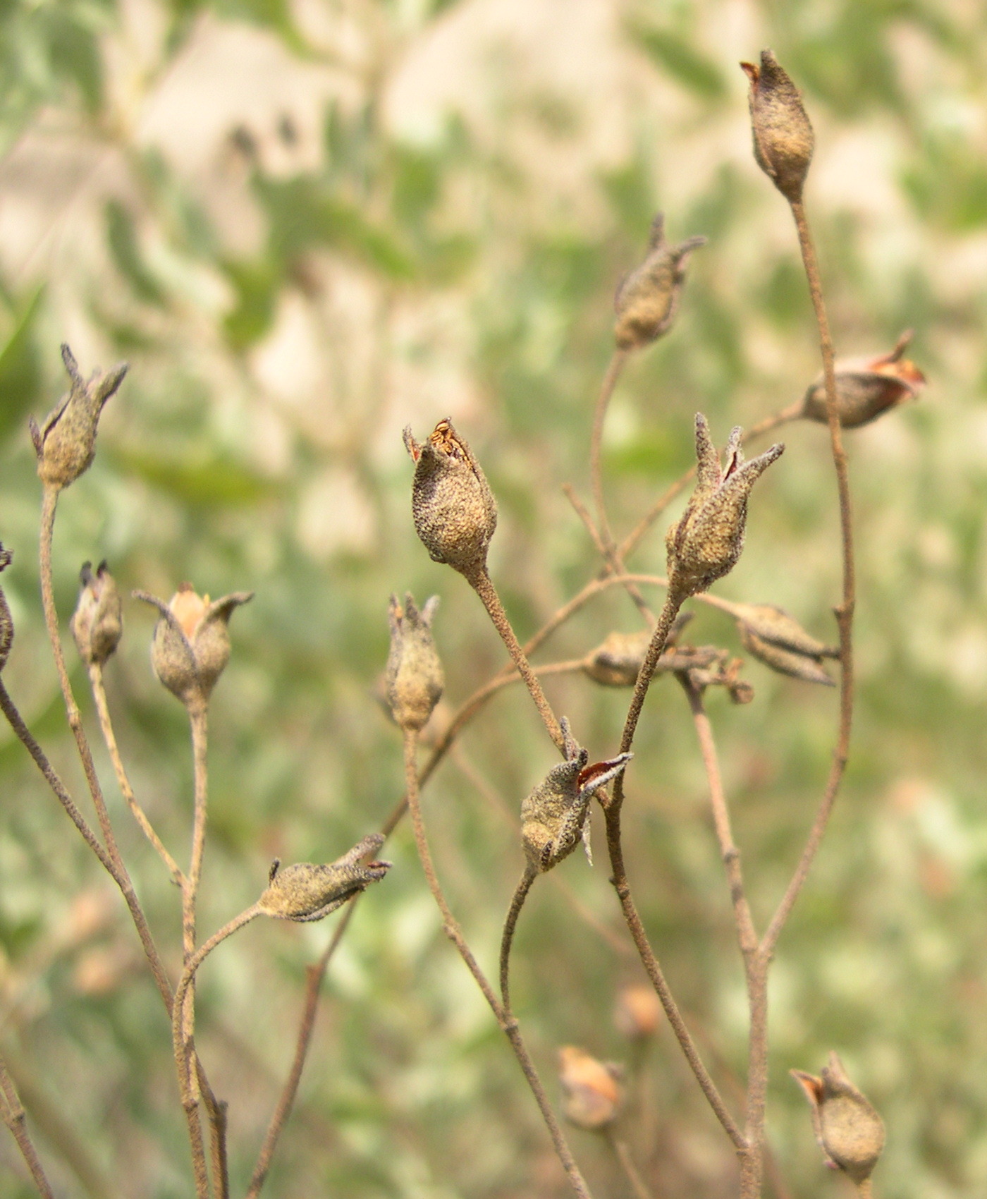 halimium_halimifolium2md