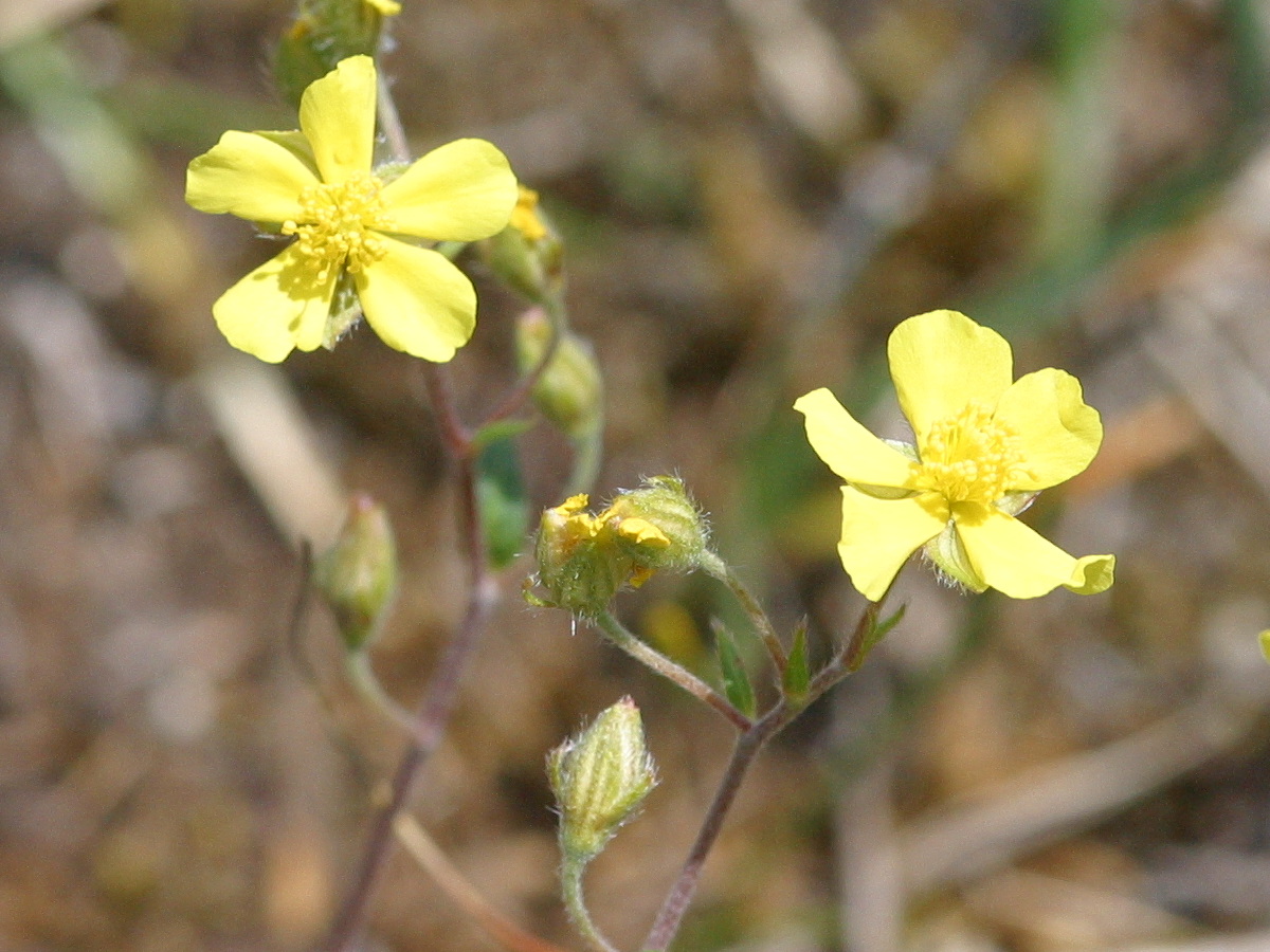 helianthemum_canum2md
