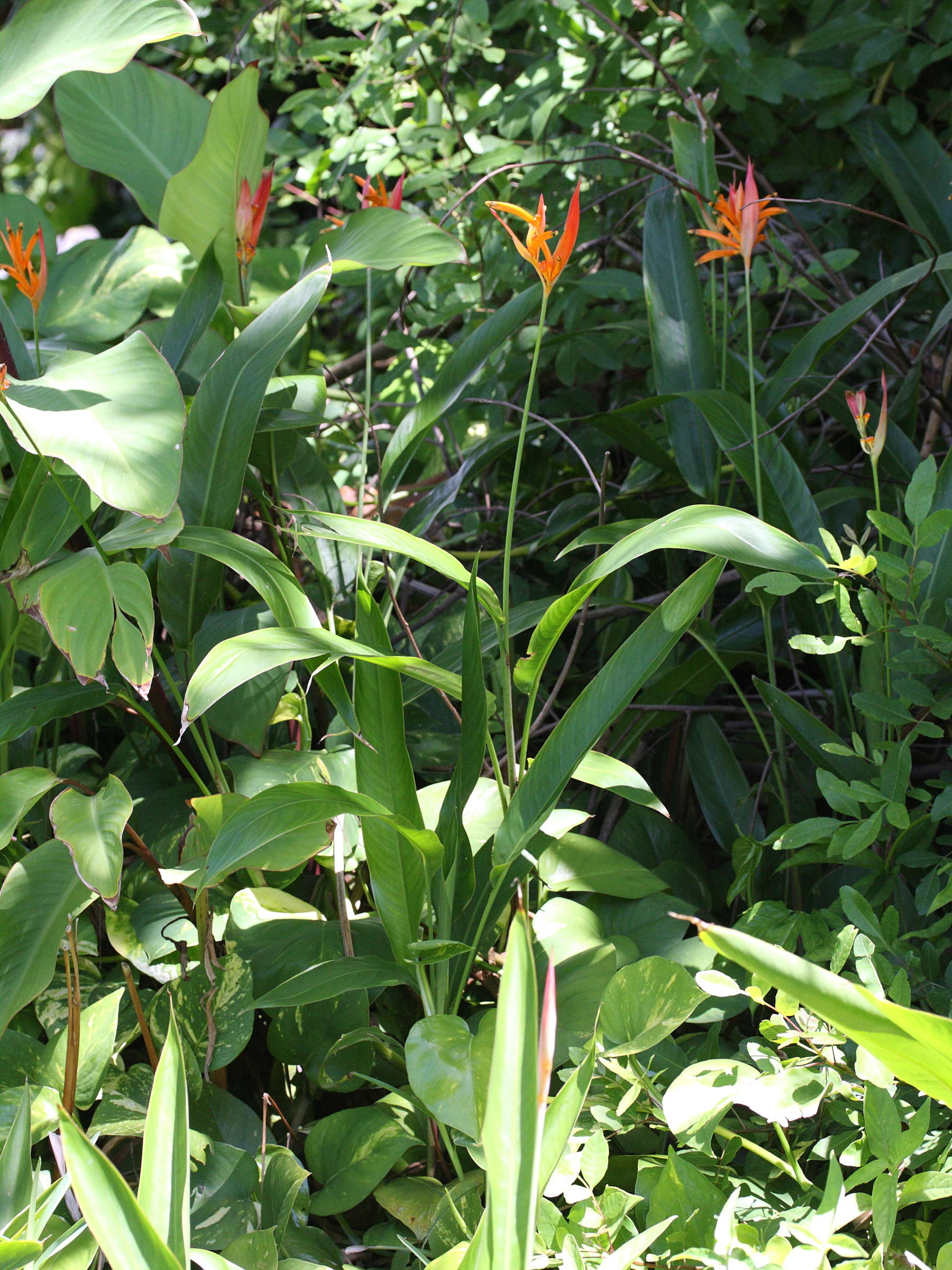 heliconia_psittacorum1md