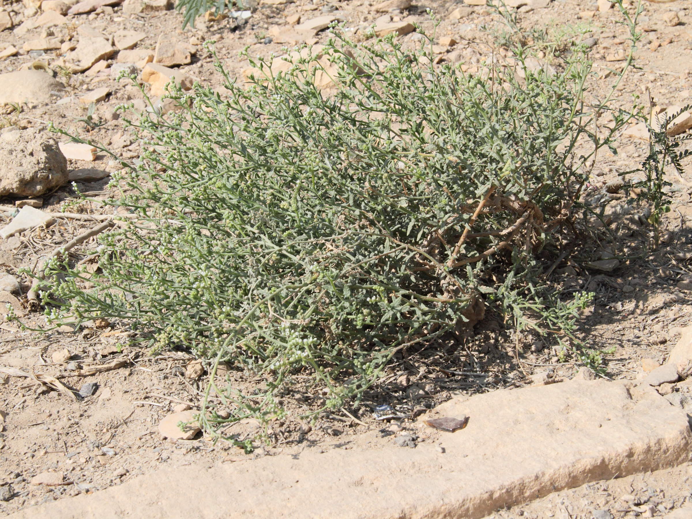 heliotropium_marifolium3bd