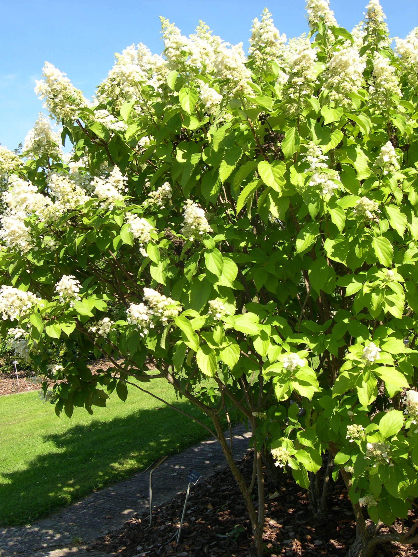 hydrangea_paniculata1md