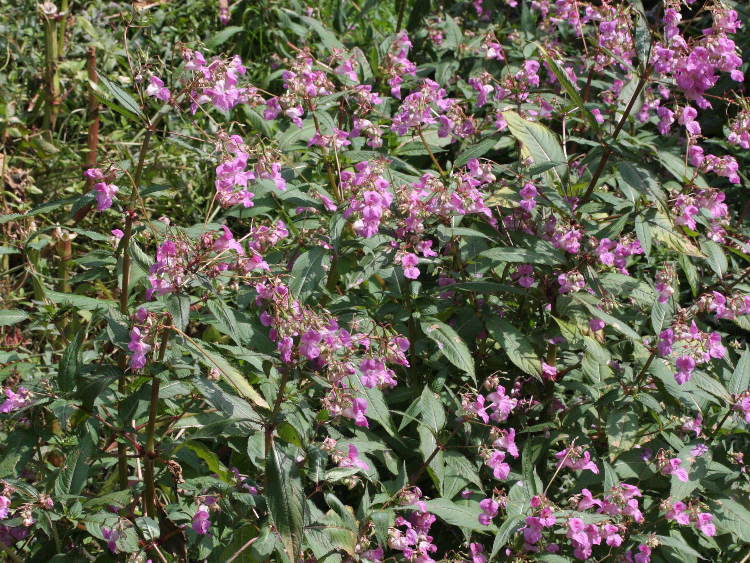 Afficher le média impatiens_glandulifera2md impatiens_glandulifera2md