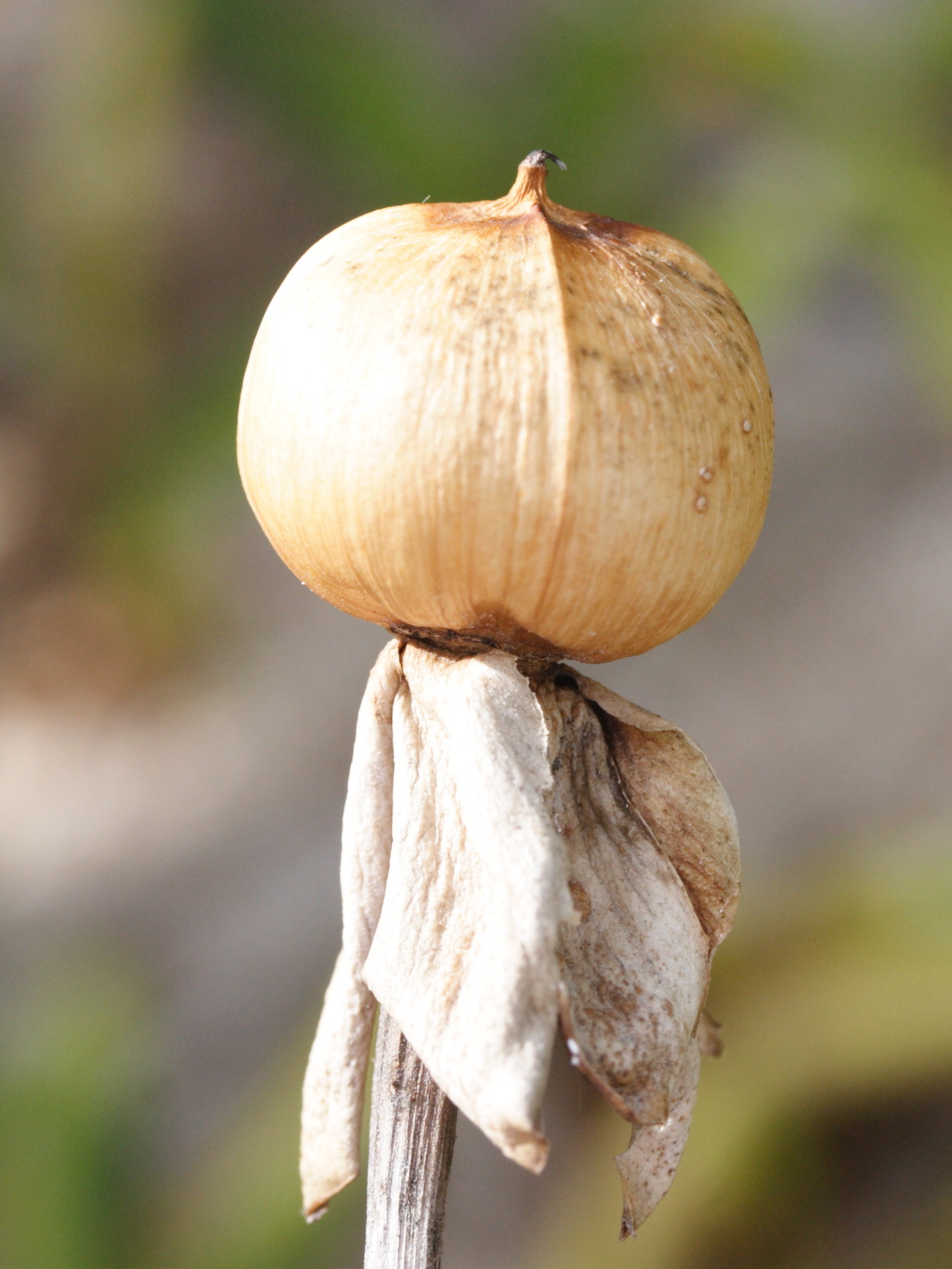 ipomoea_violacea4amd