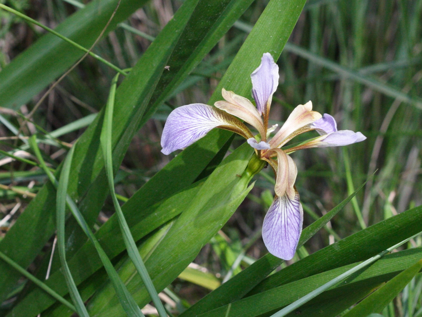 Afficher le média iris_foetidissima2md iris_foetidissima2md