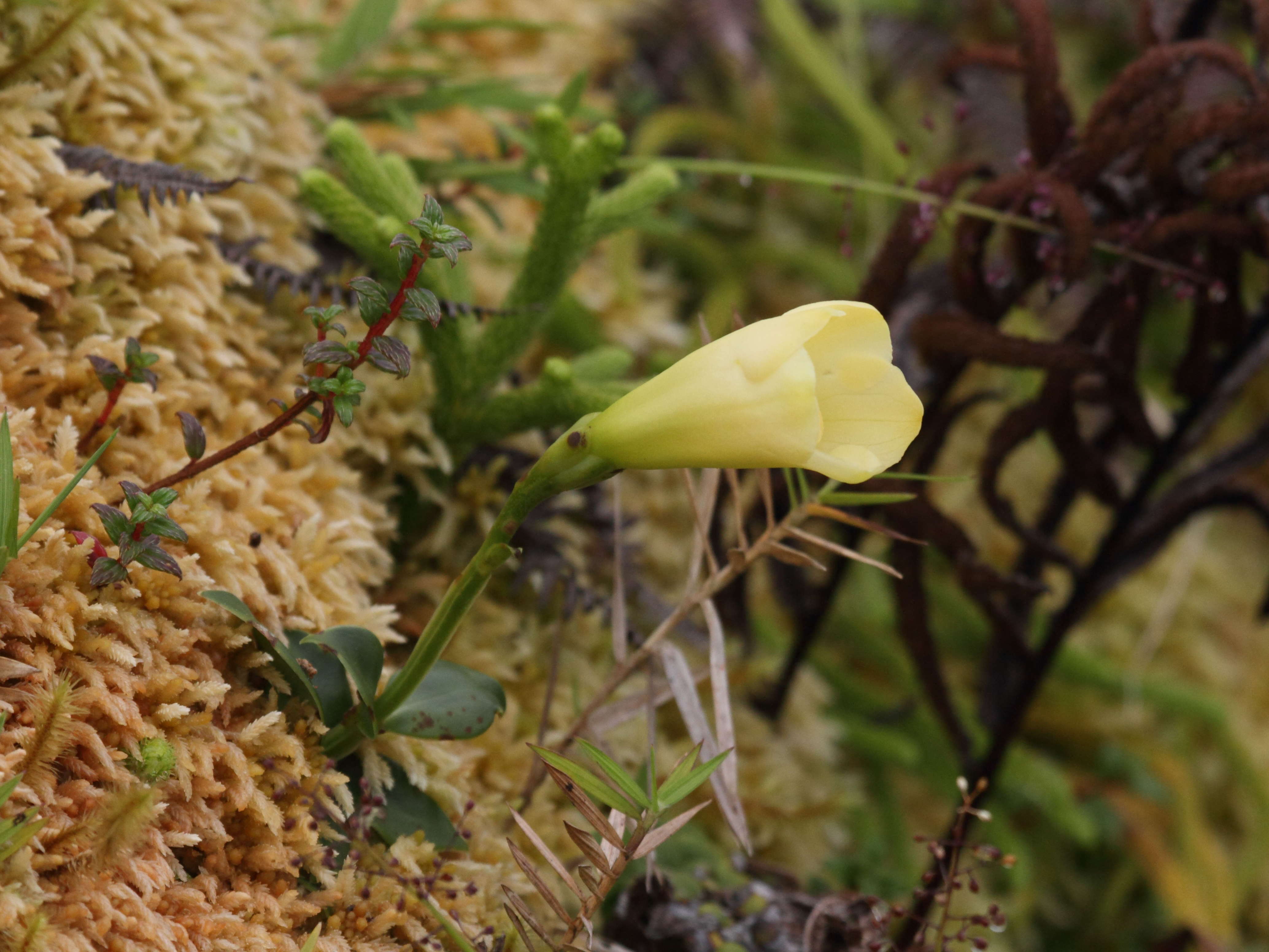 irlbachia_frigida1bd