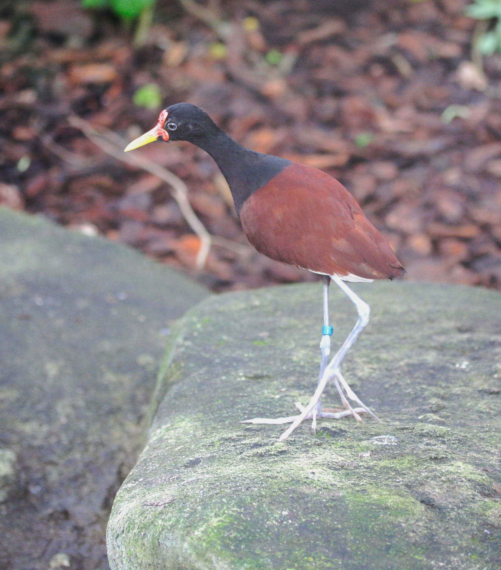 jacana_noir_-_jacana_jacana1md