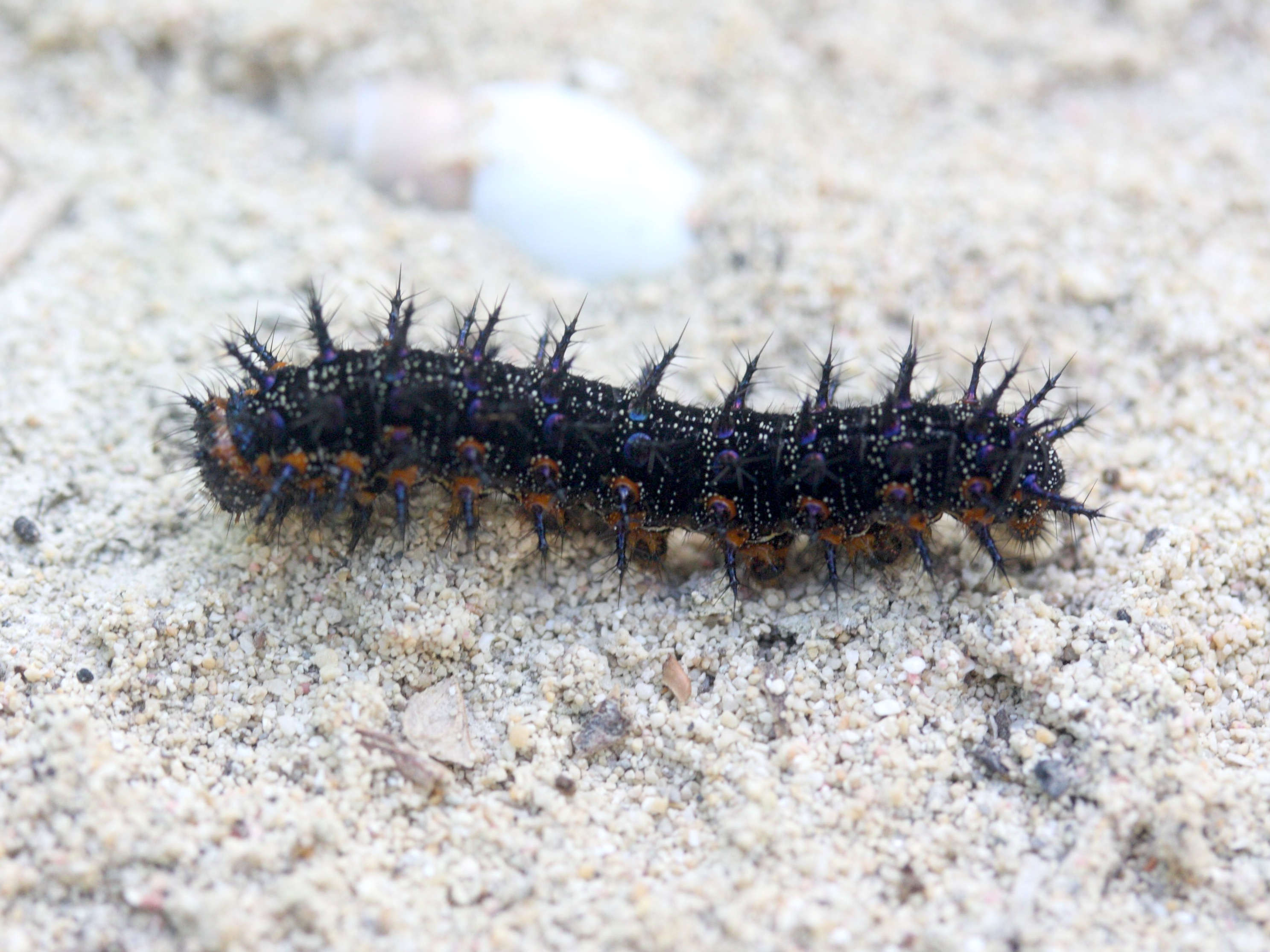 junonia_evarete_ch2md