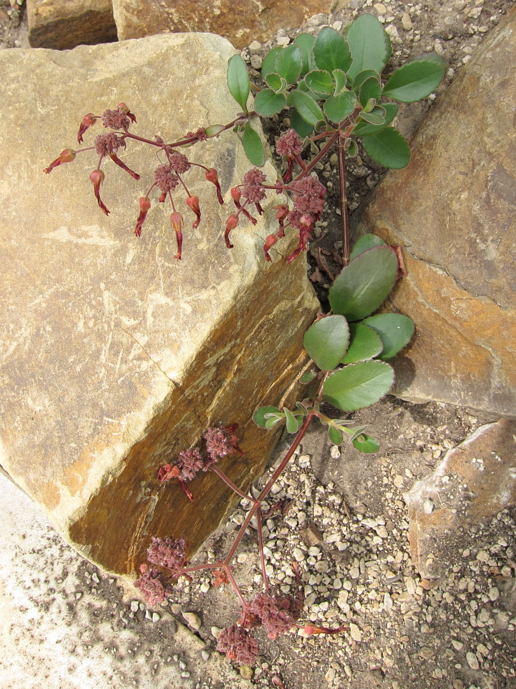 kalanchoe_rebmannii1bd