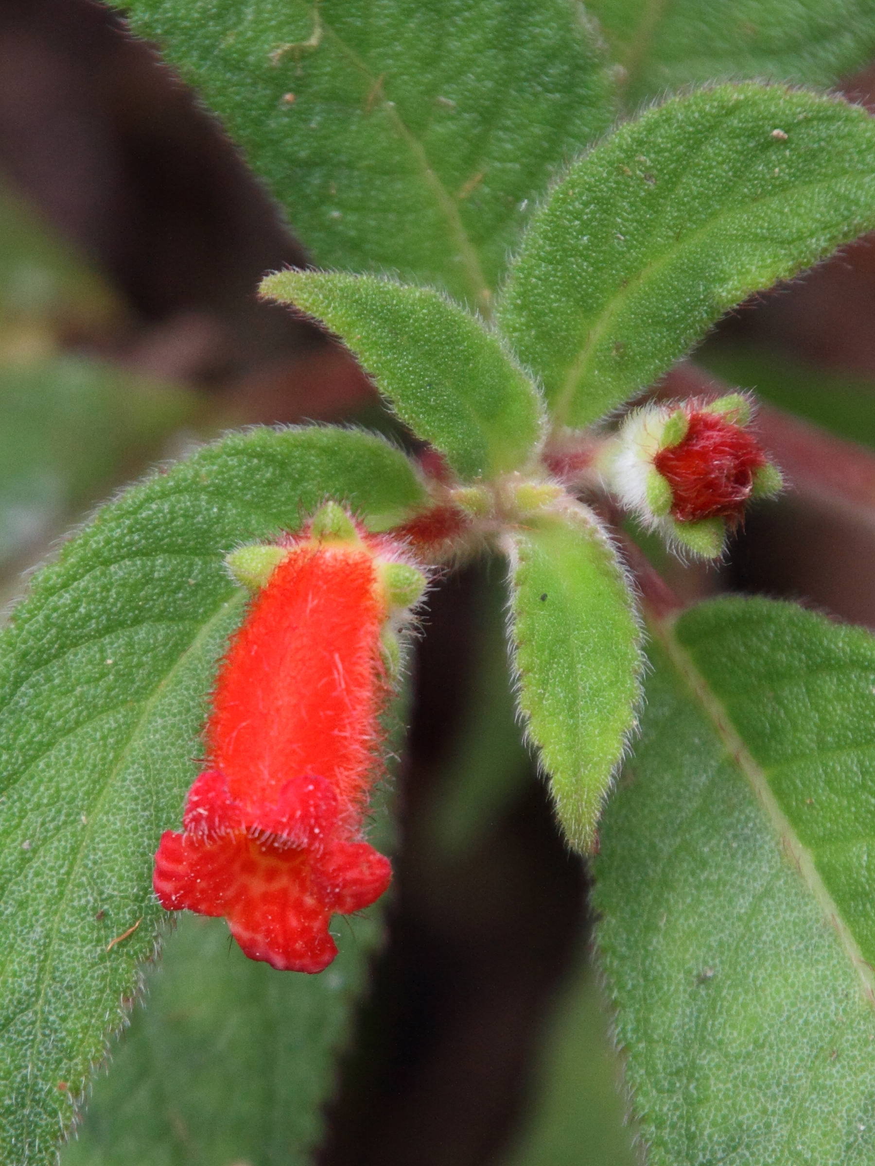 kohleria_spicata5md