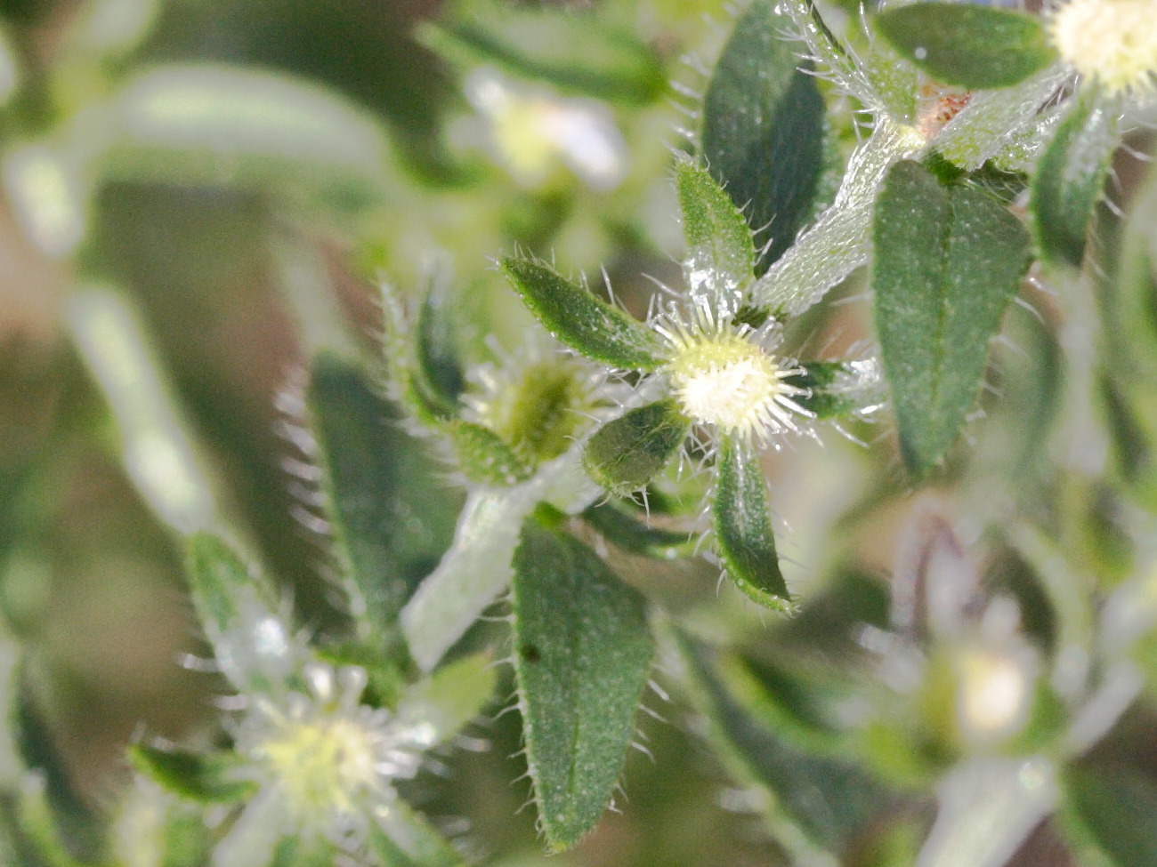 lappula_squarrosa3md