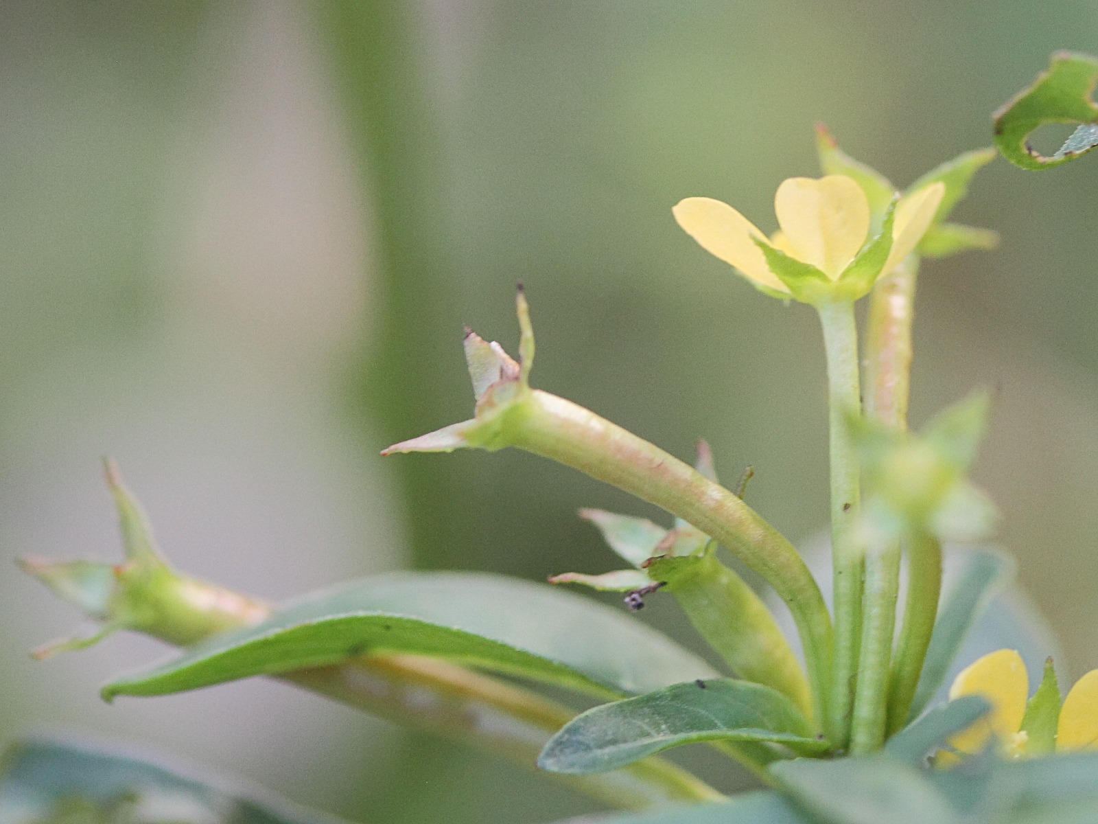ludwigia_abyssinica2md