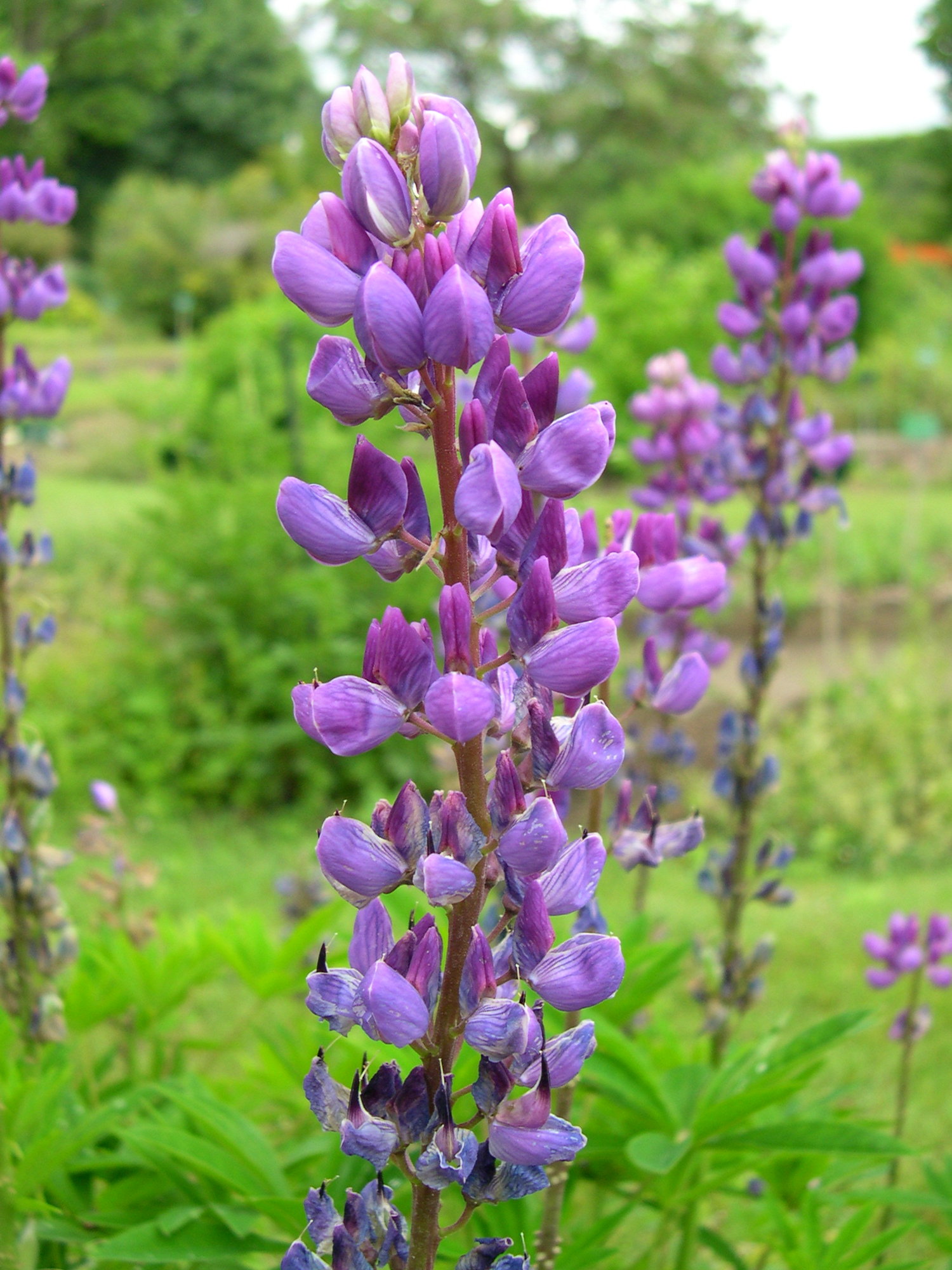 lupinus_polyphyllus2md