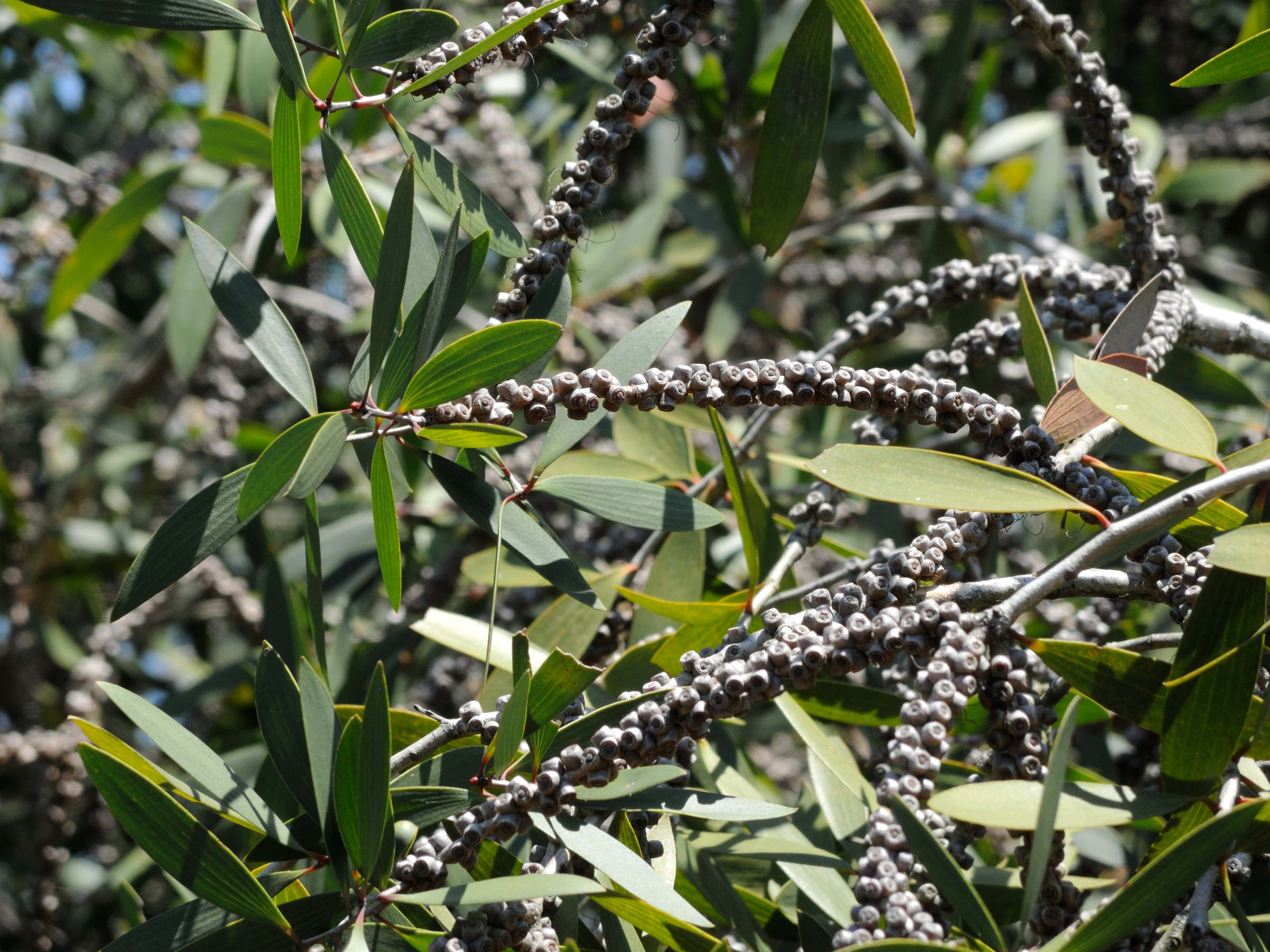 melaleuca_quinquenervia3md