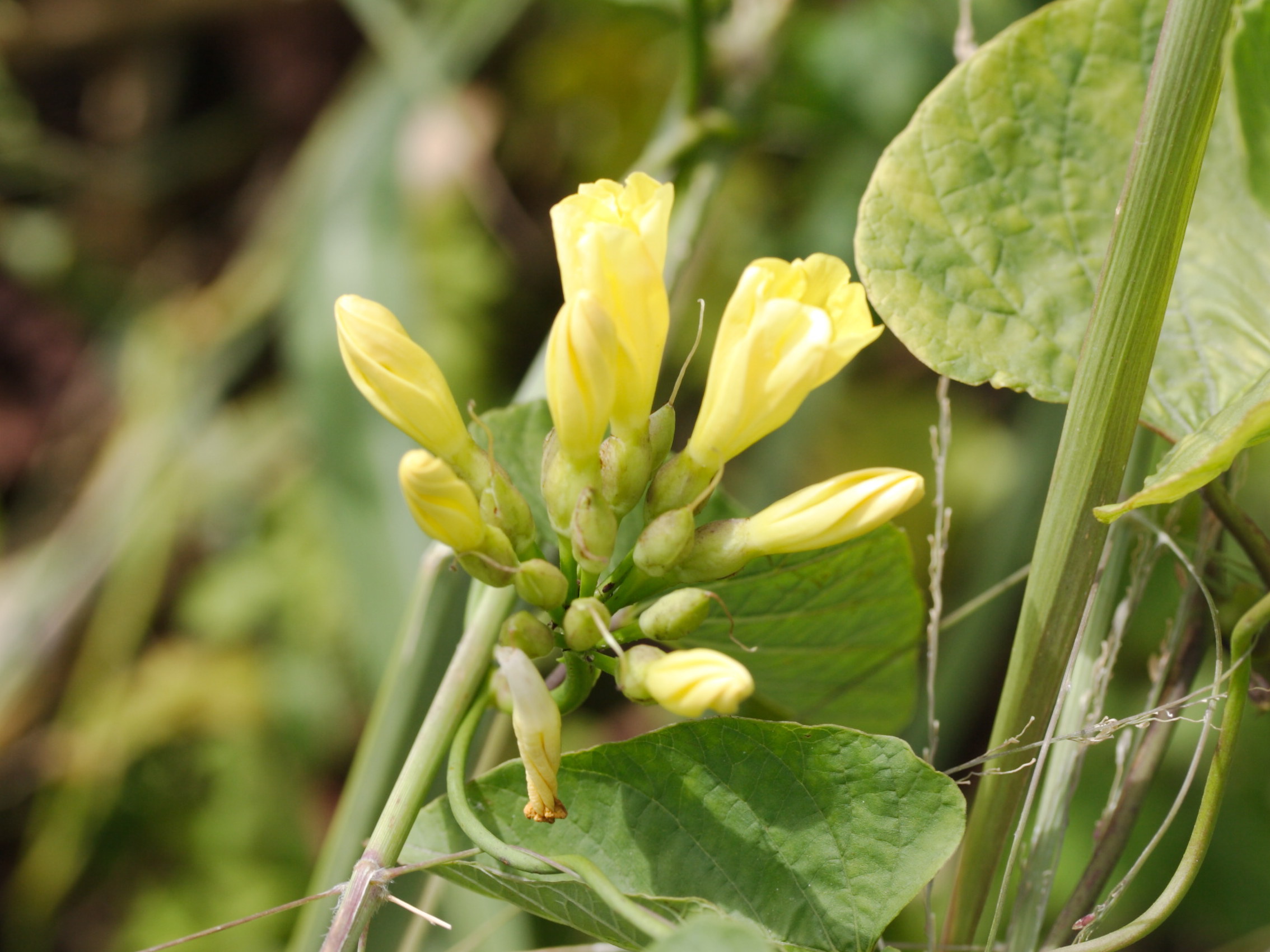 merremia_umbellata4md