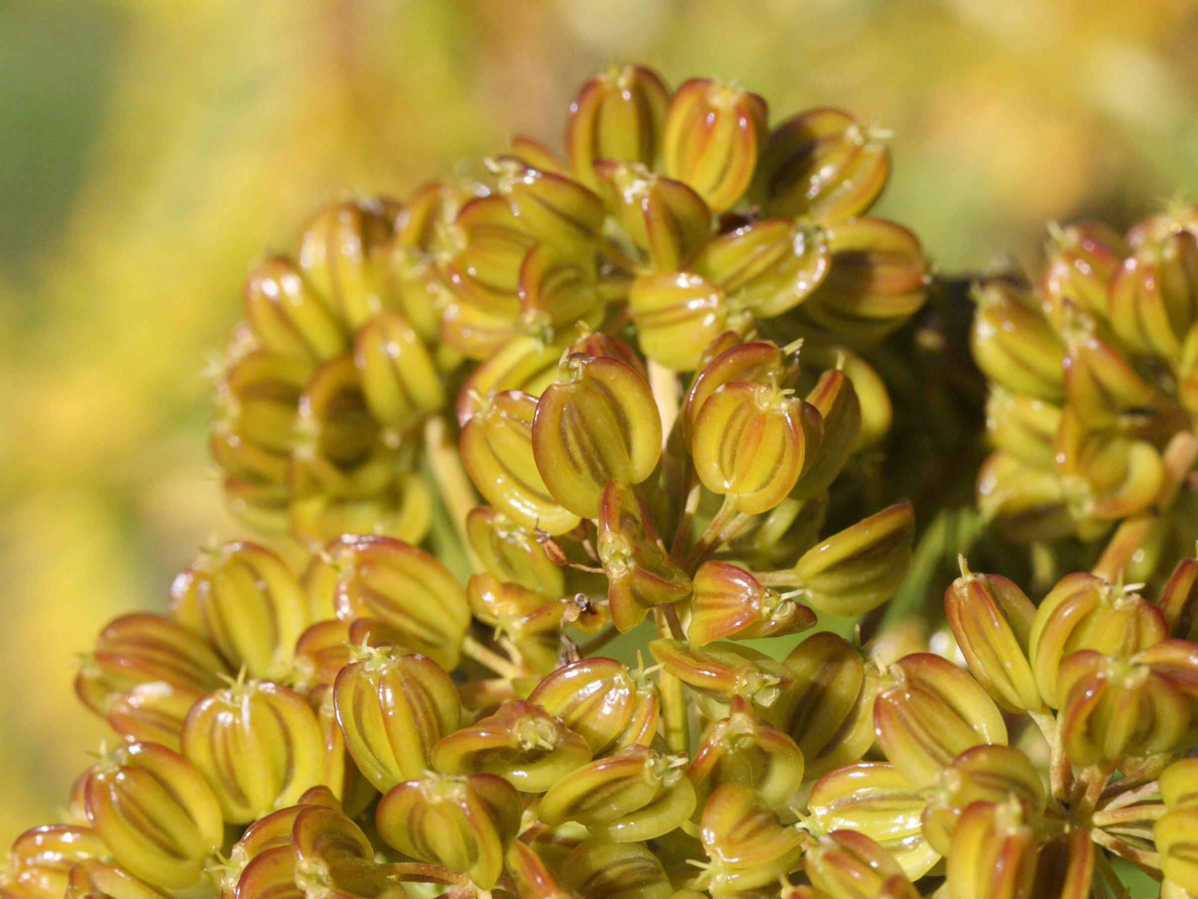 Molopospermum_peloponnesianum