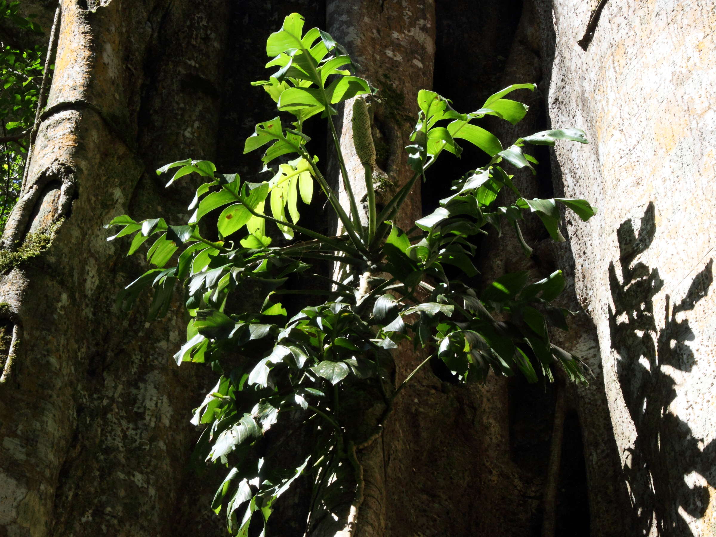 monstera_dissecta1md