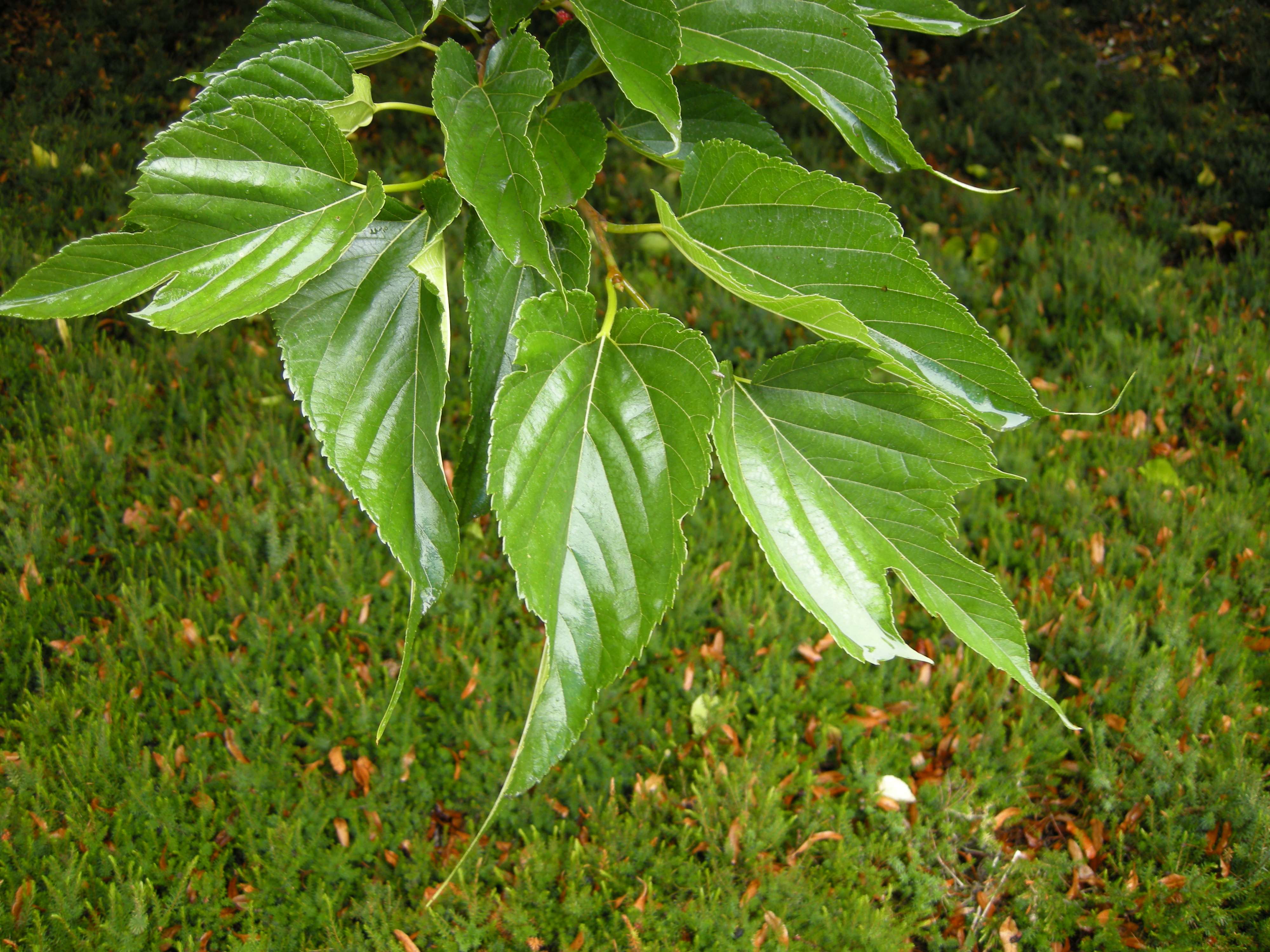 Afficher le média morus_kagayamae4md morus_kagayamae4md