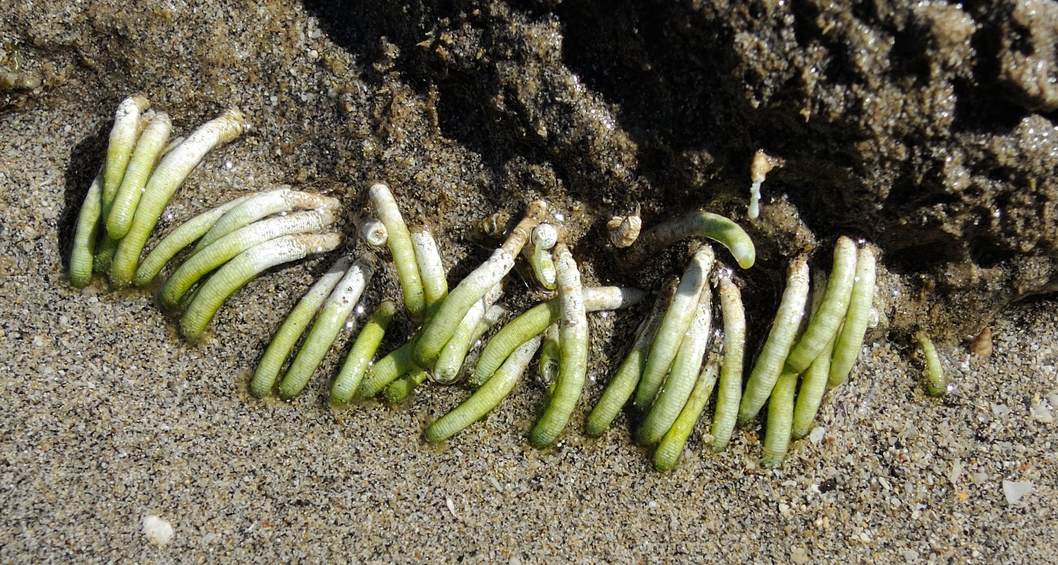 neomeris_annulata1md