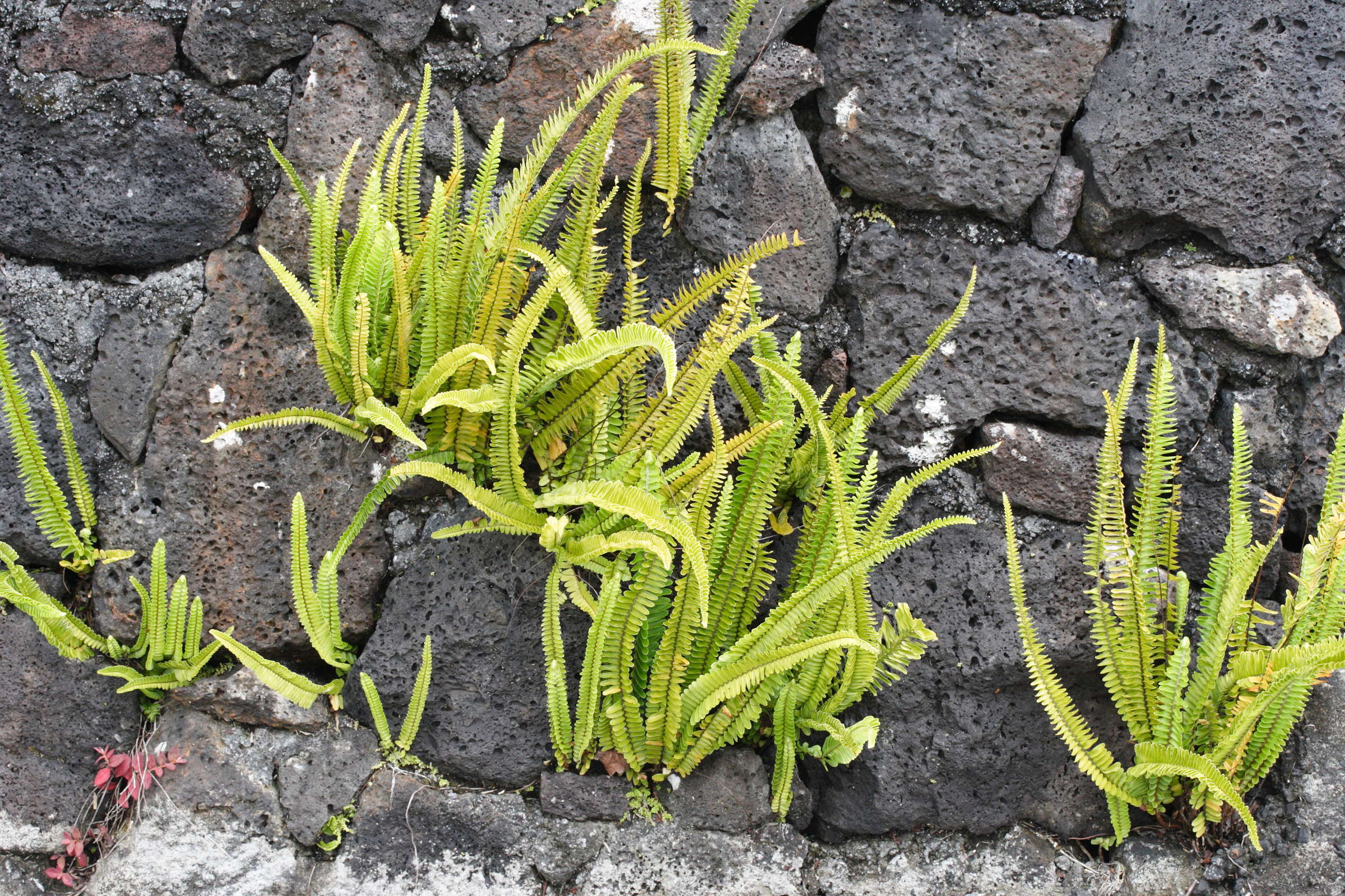 nephrolepis_abrupta1md