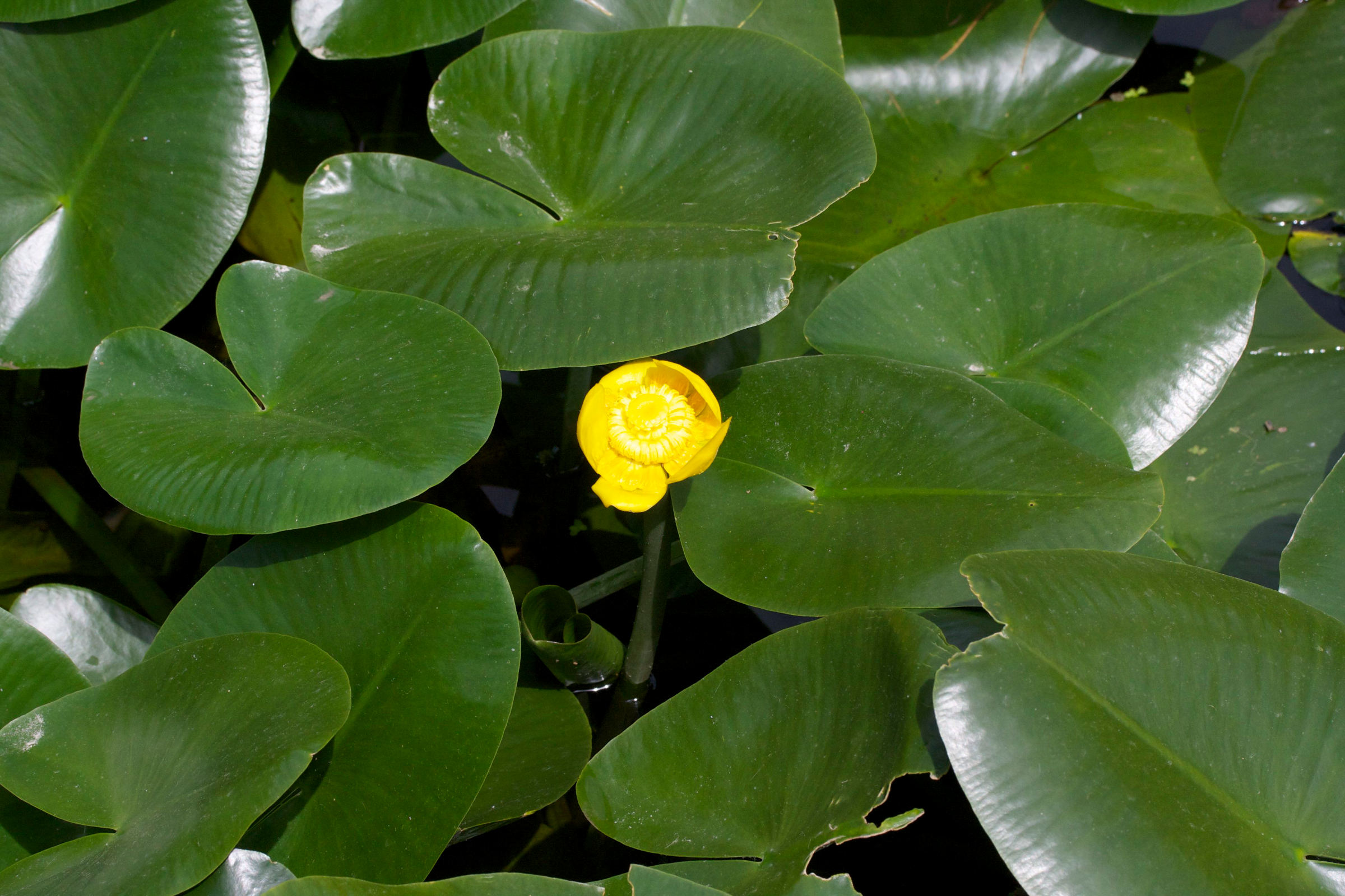 nuphar_lutea1md