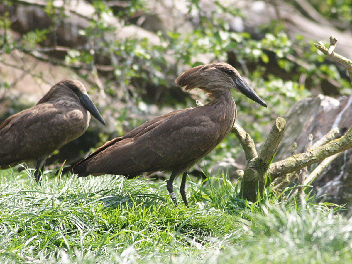 ombrette_-_scopus_umbretta3md