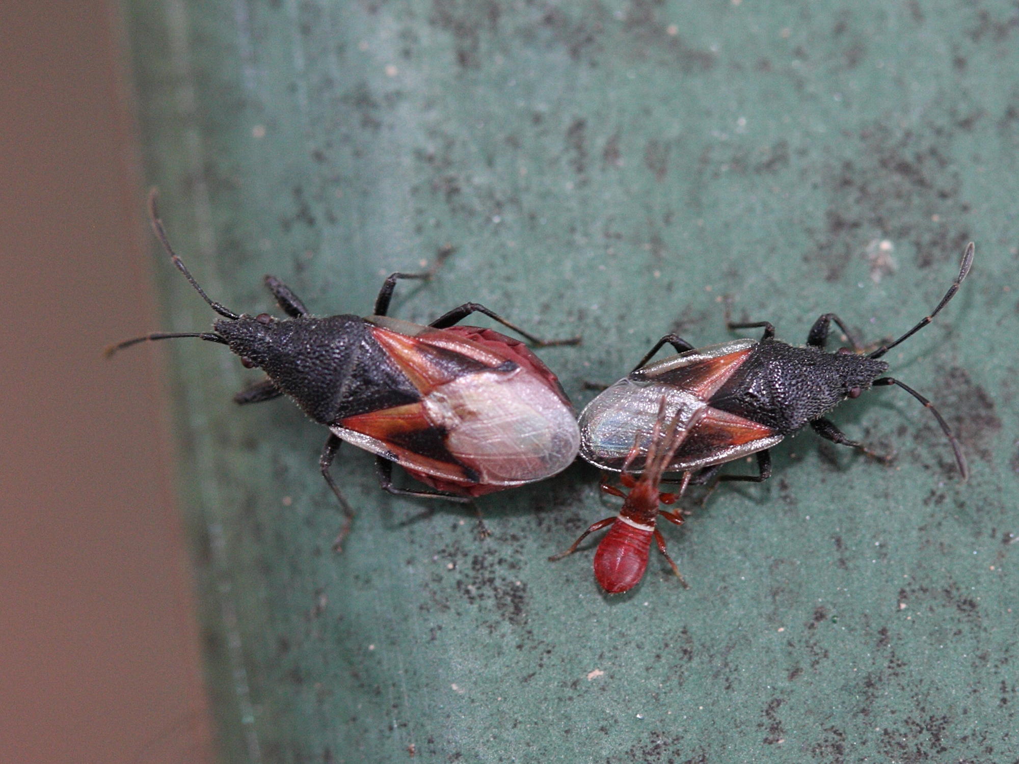 oxycarenus_lavaterae1md