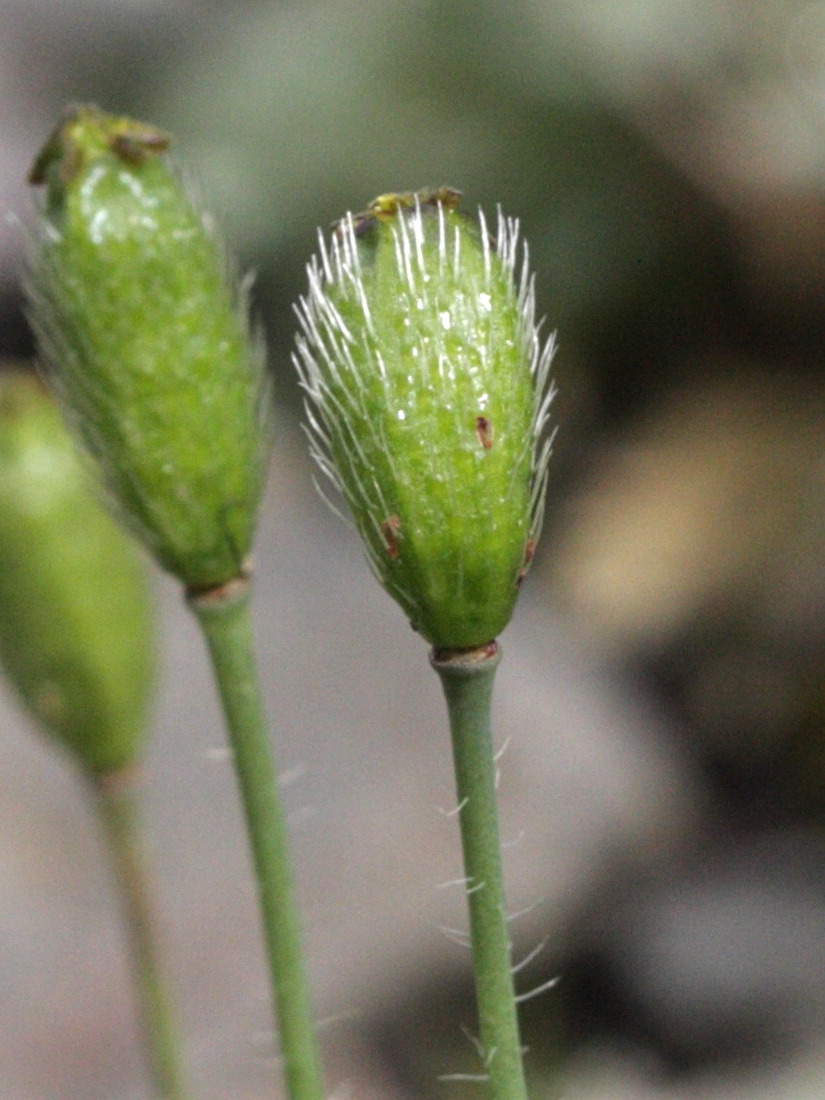 Afficher le média papaver_lapeyrousianum2bd papaver_lapeyrousianum2bd