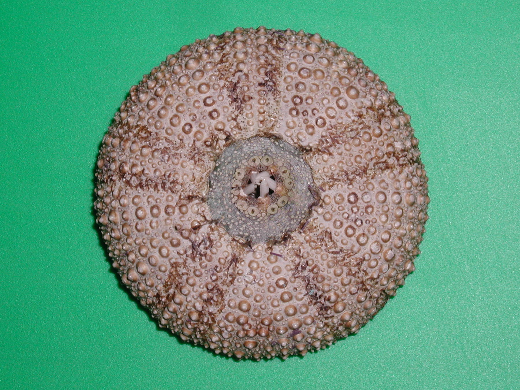 Afficher le média paracentrotus_lividus2md paracentrotus_lividus2md