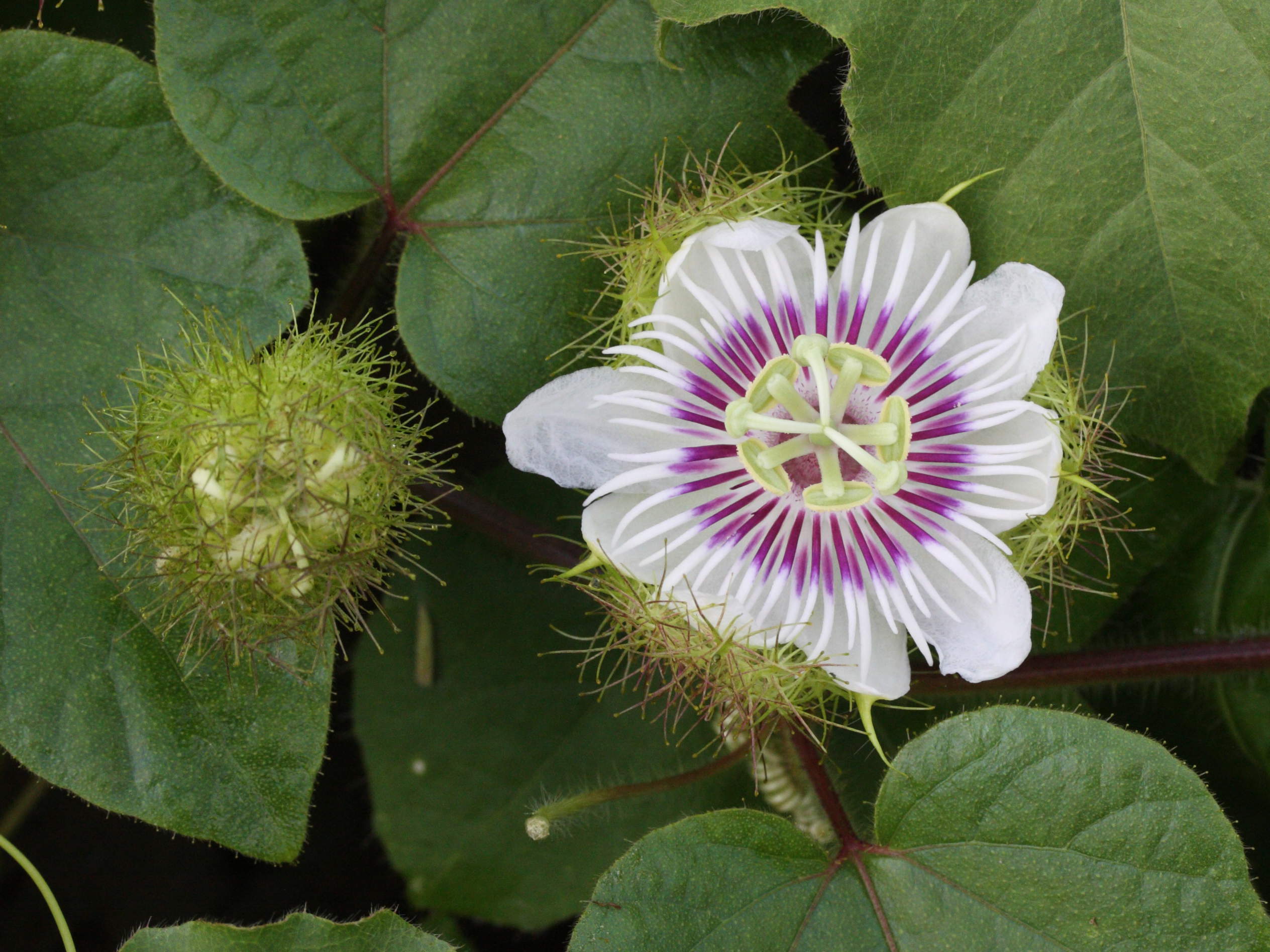 passiflora_foetida8md