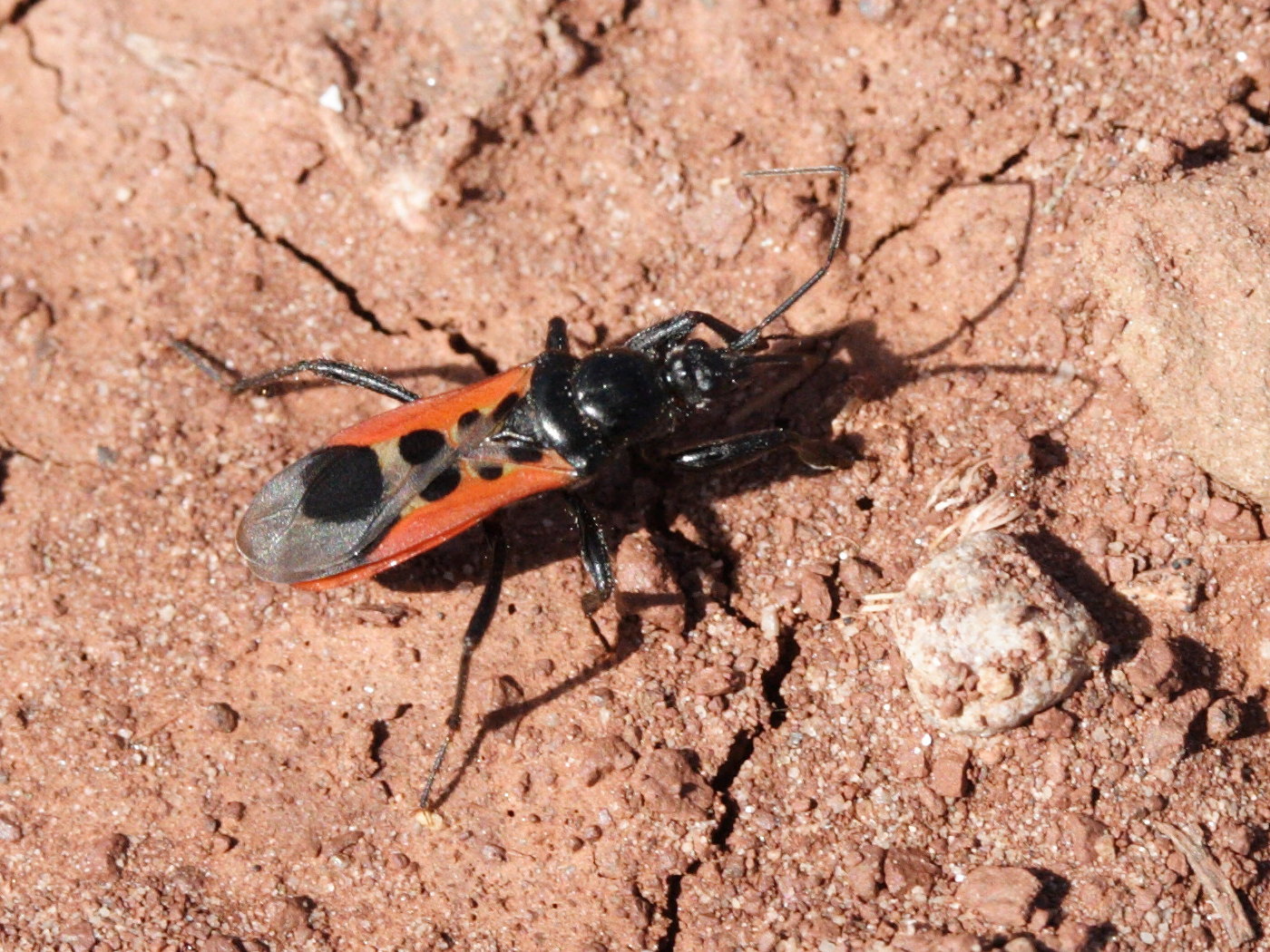 peirates_hybridus2md