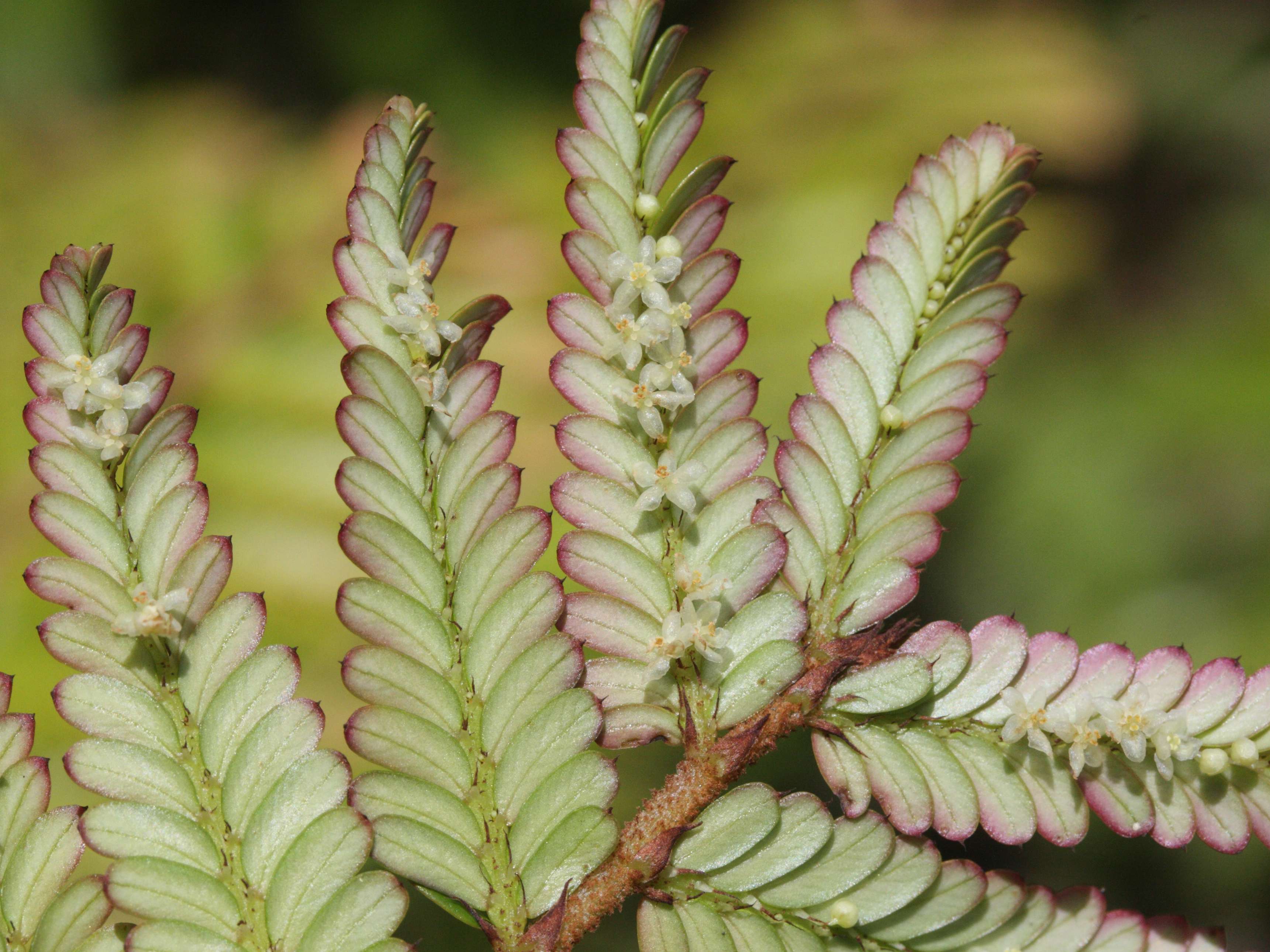 phyllanthus_mimosoides2md