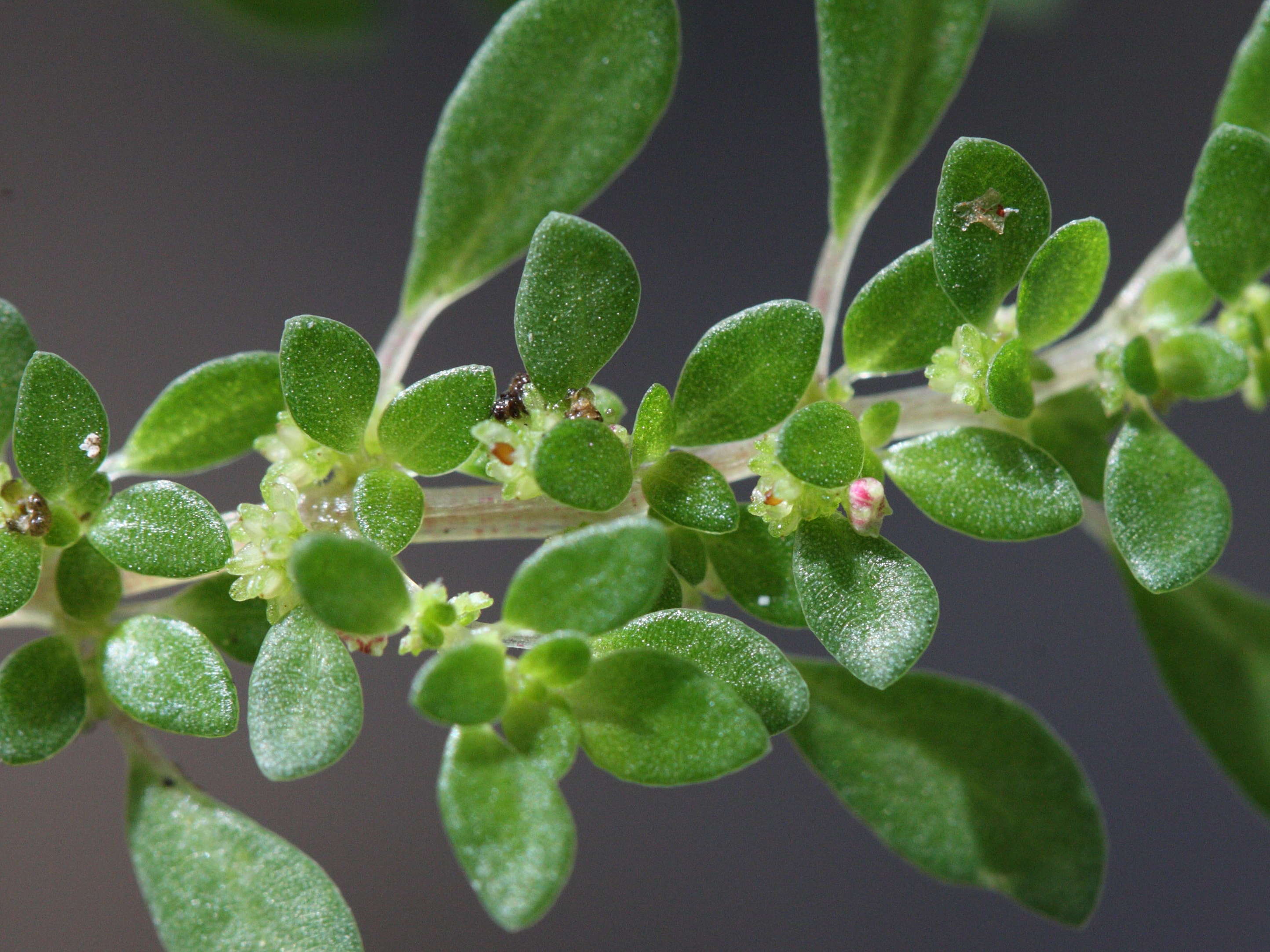 Afficher le média pilea_microphylla2md pilea_microphylla2md