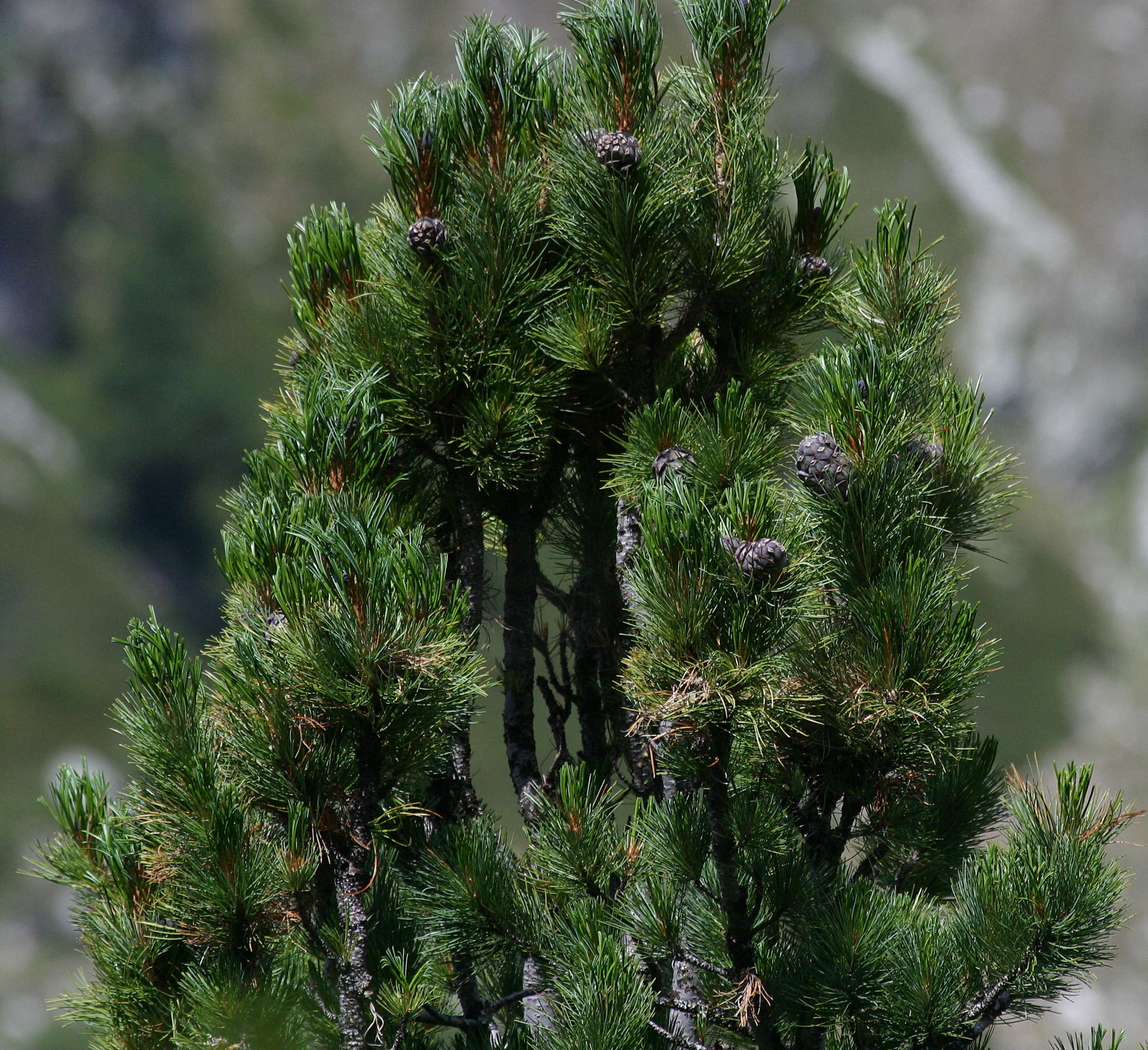pinus_cembra4md