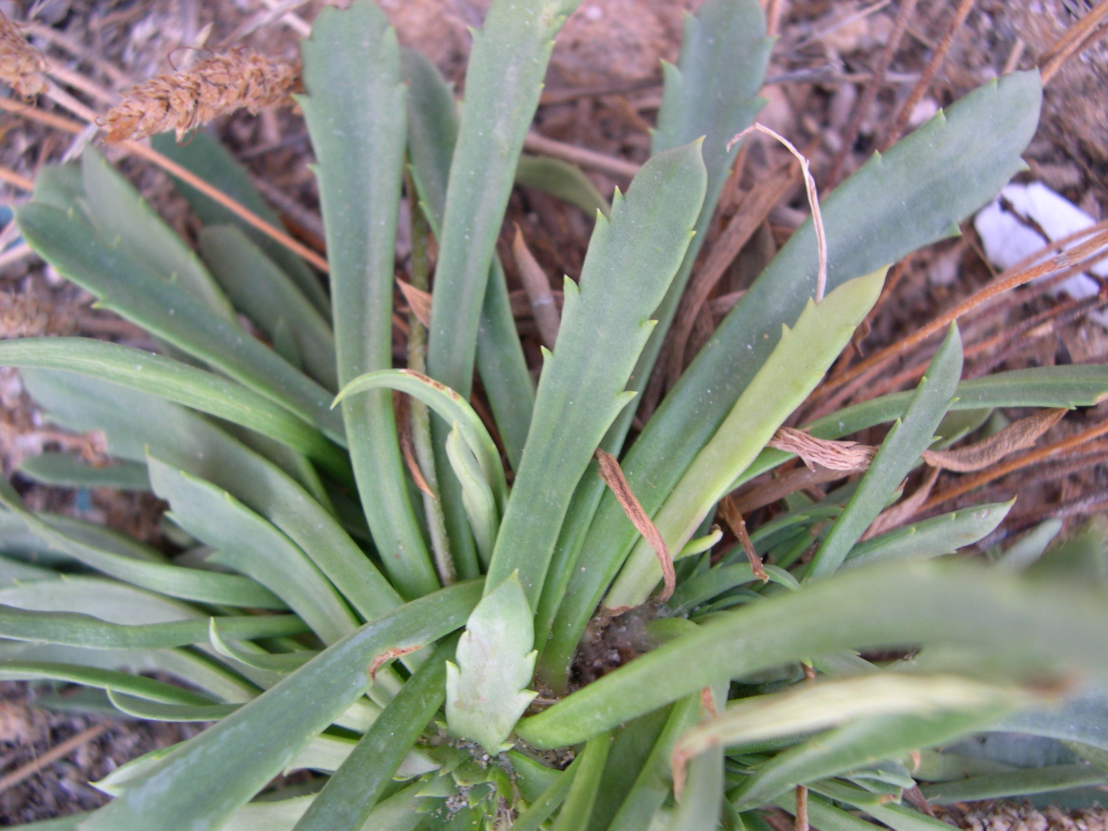 plantago_coronopus_humilis3md
