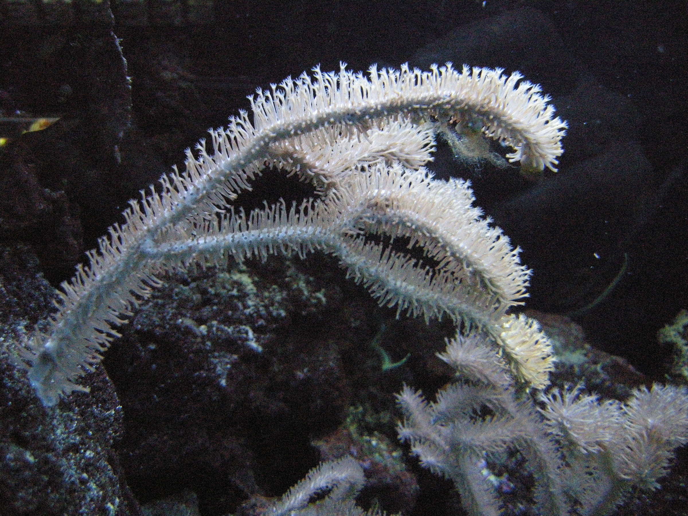 Afficher le média Plexaurella_sp Plexaurella_sp