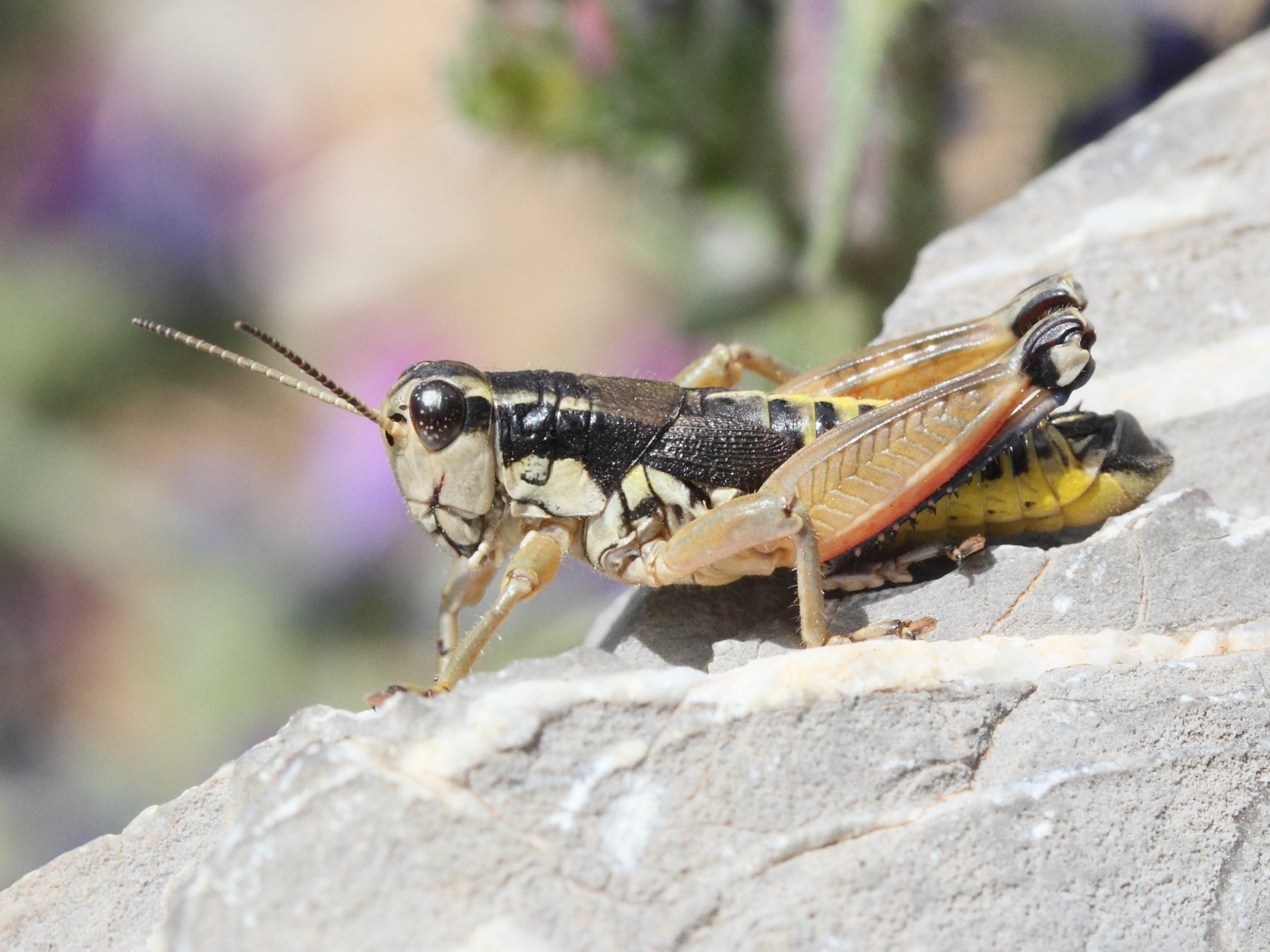 podisma_pedestris3md