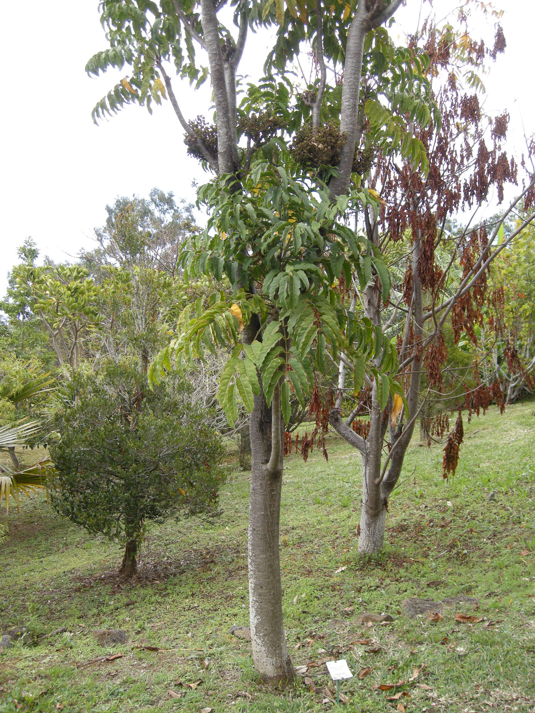 polyscias_rivalsii1md