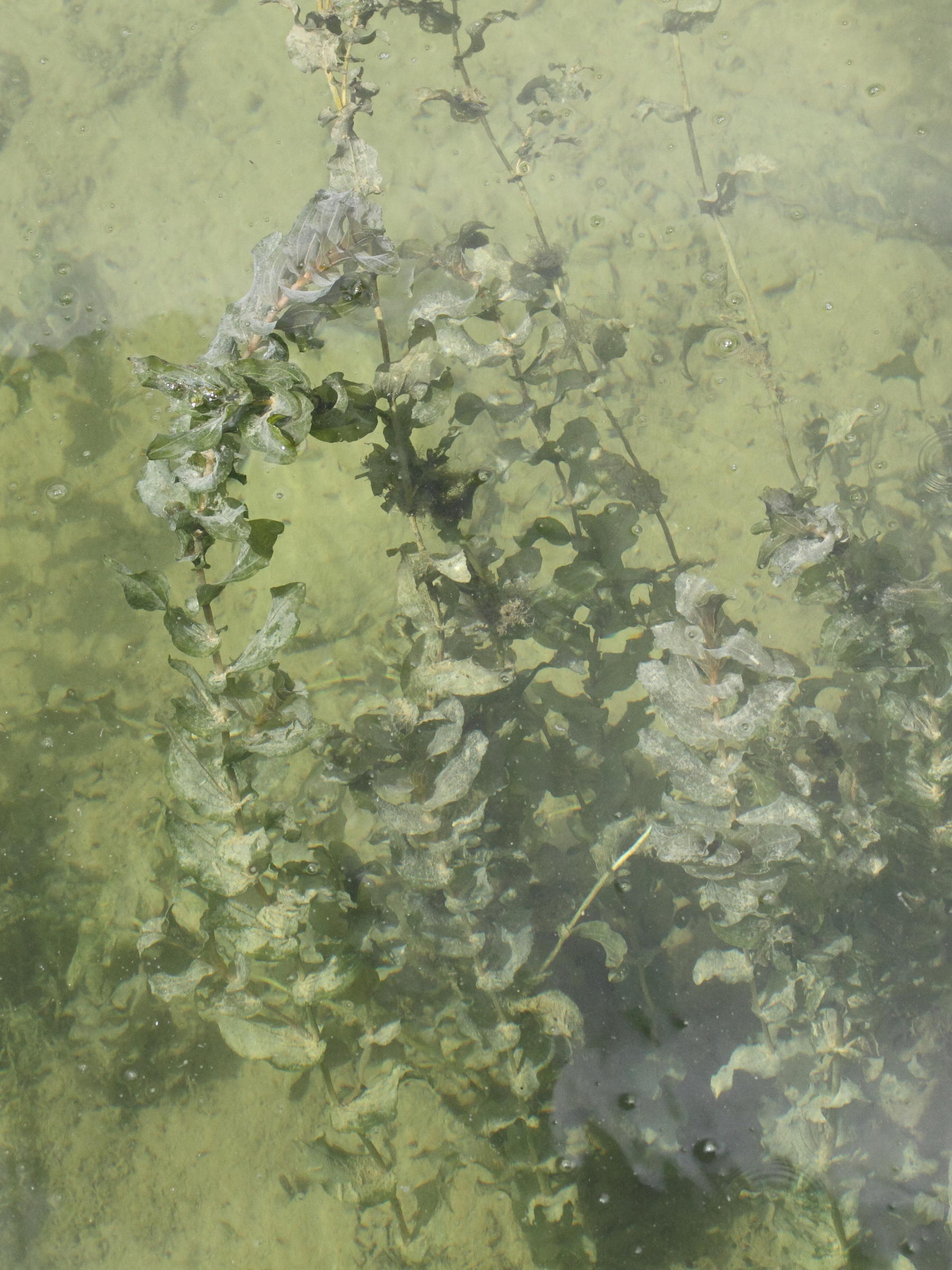 potamogeton_perfoliatus3md