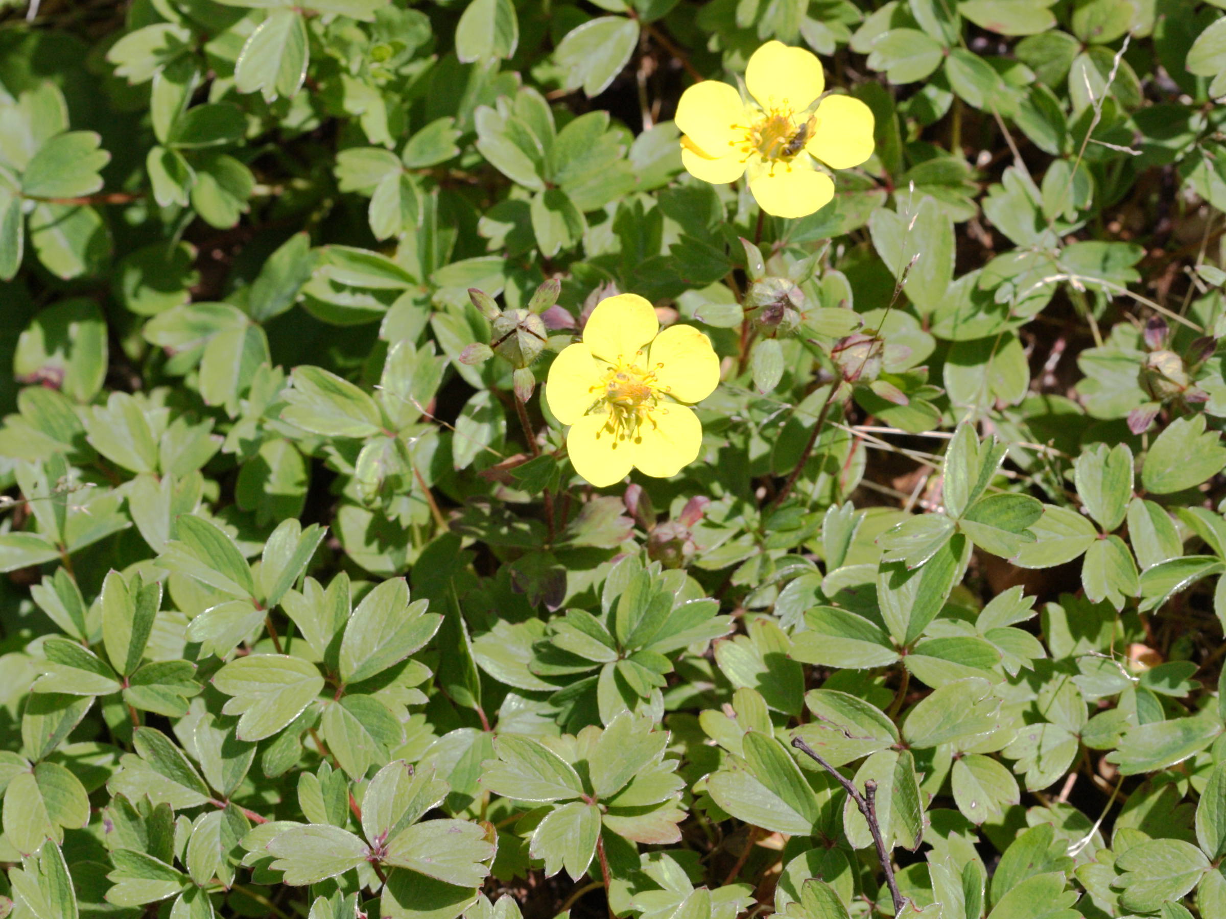 potentilla_ambigua1bd