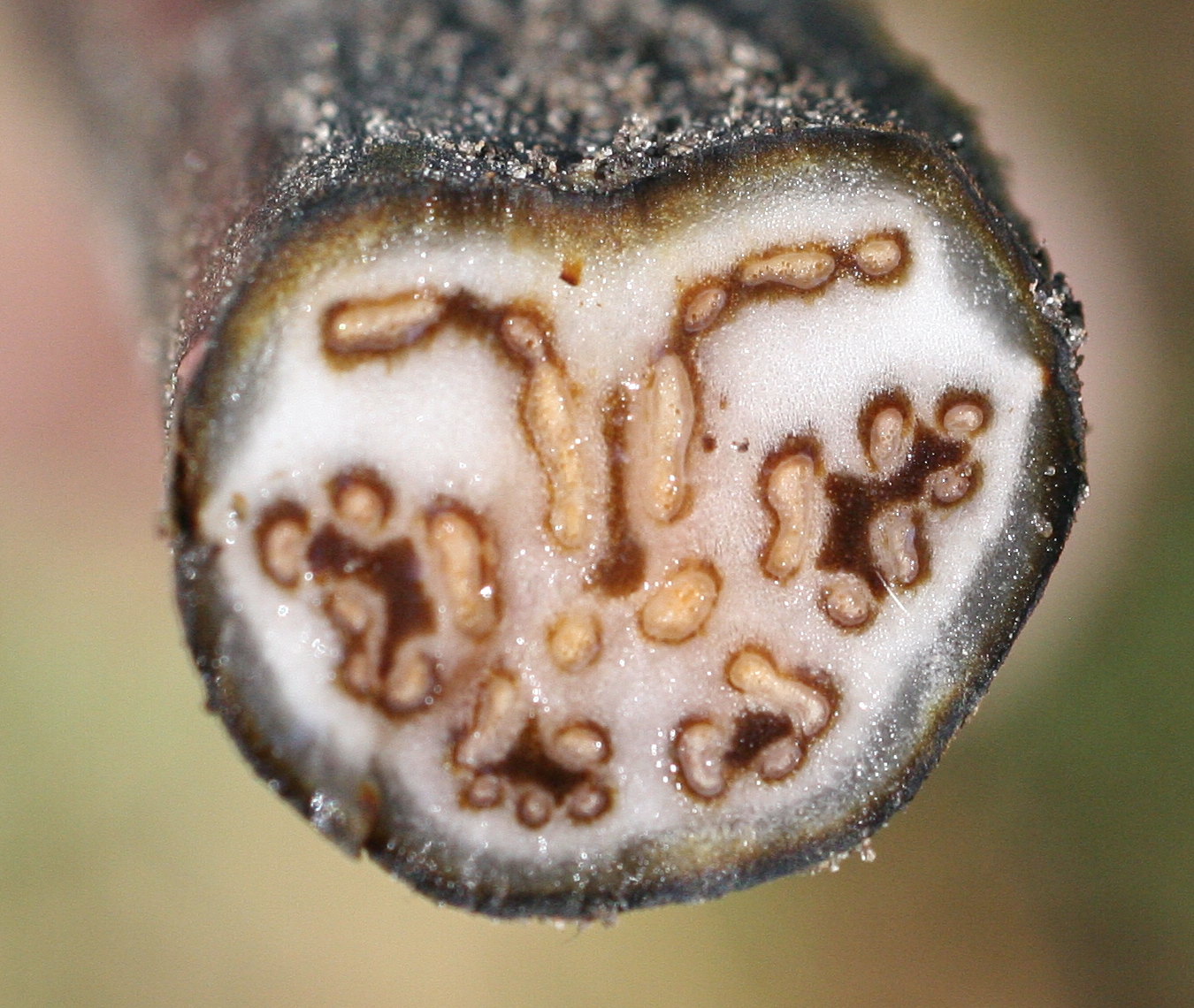 pteridium_aquilinum3md