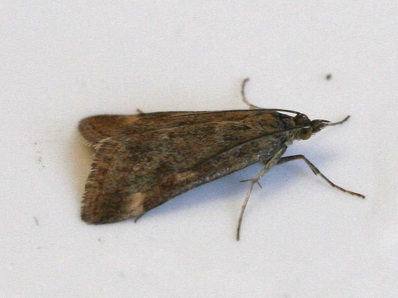 pyrausta_despicata2md