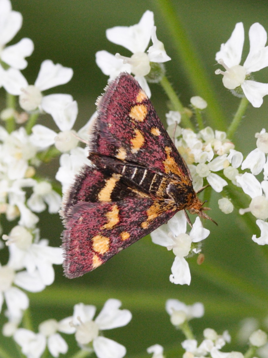 pyrausta_purpuralis3md