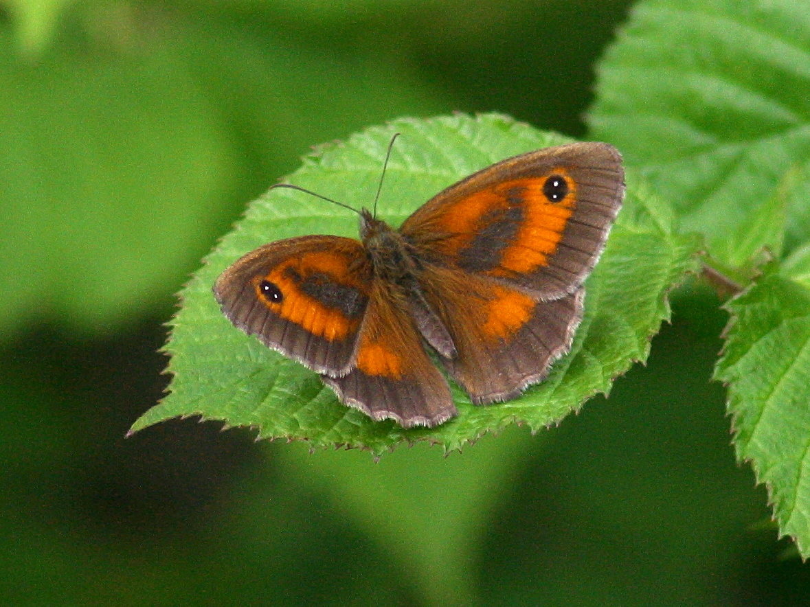 pyronia_tithonus7abd