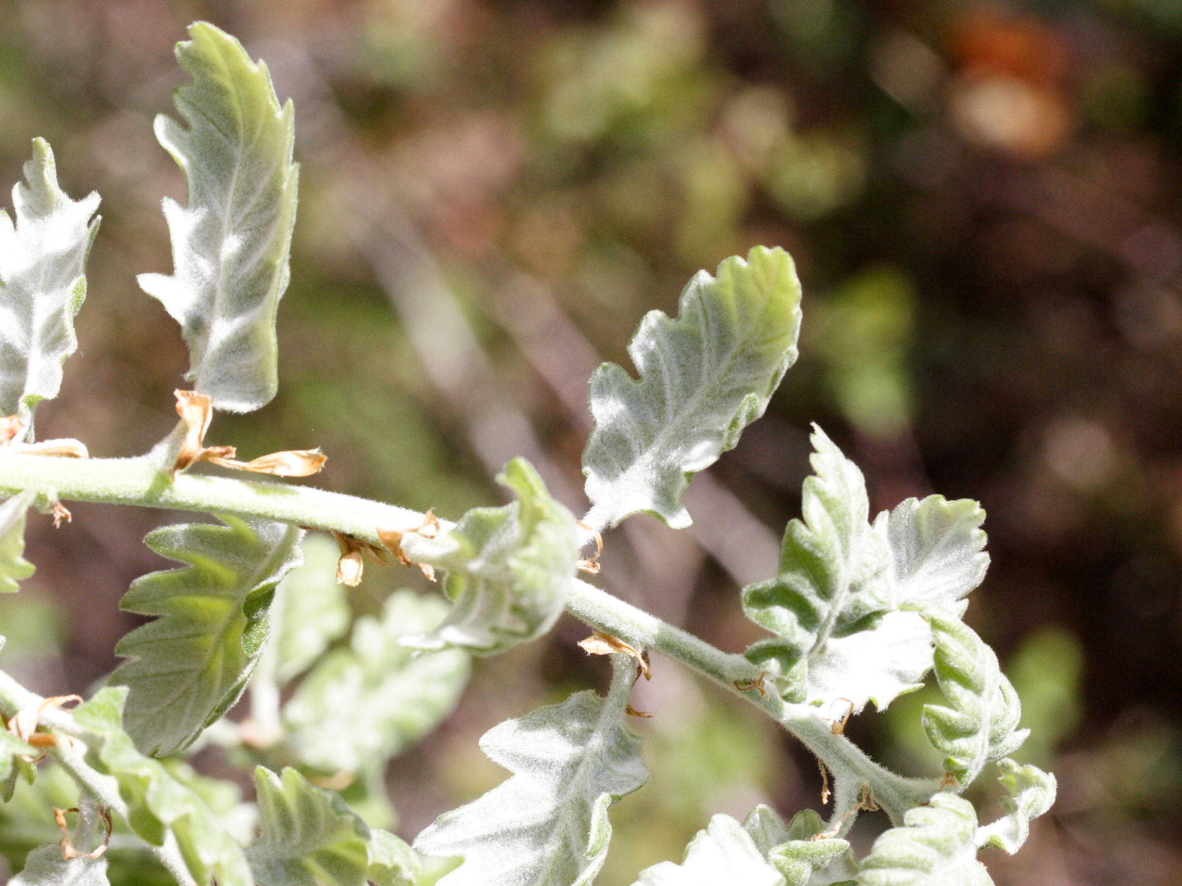 quercus_pubescens5md