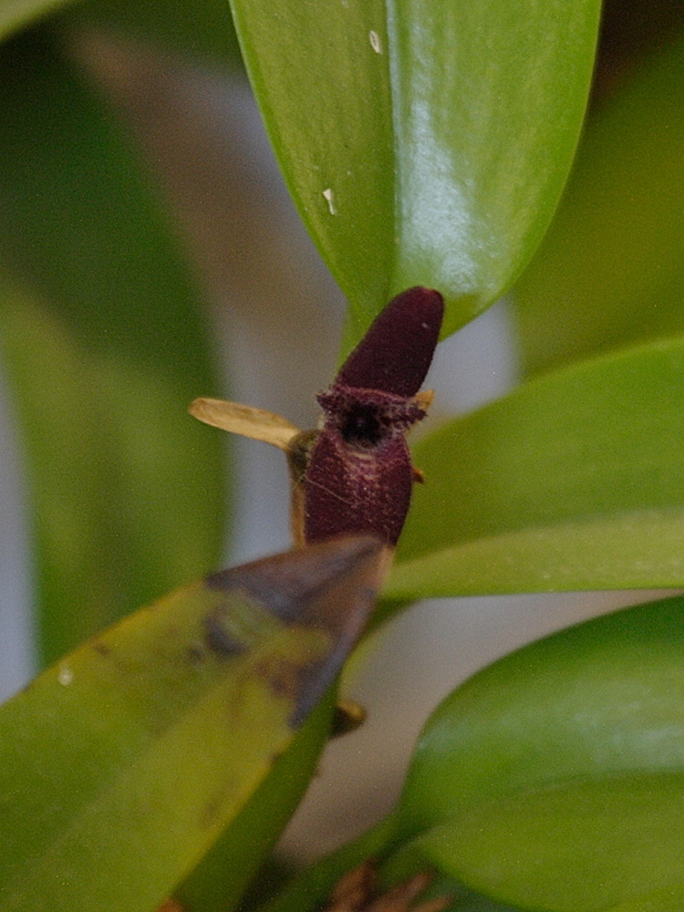 Restrepiella_ophiocephala