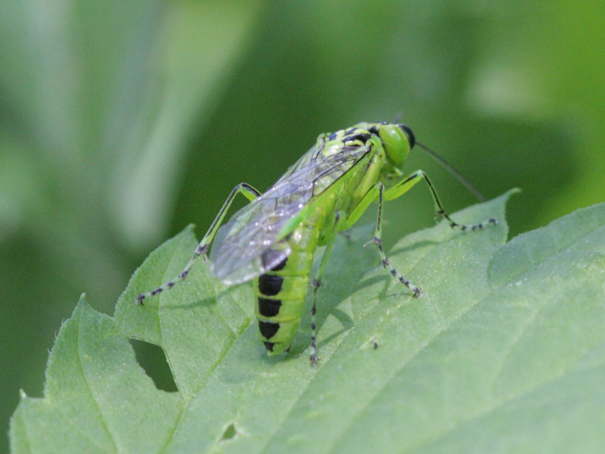 rhogogaster_viridis1bd