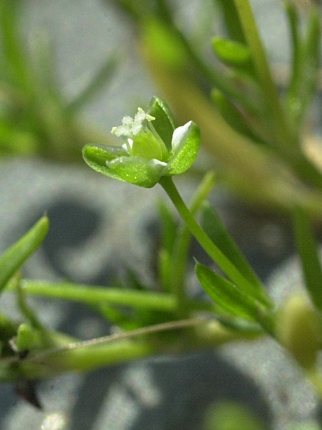 Afficher le média sagina_apetala3md sagina_apetala3md